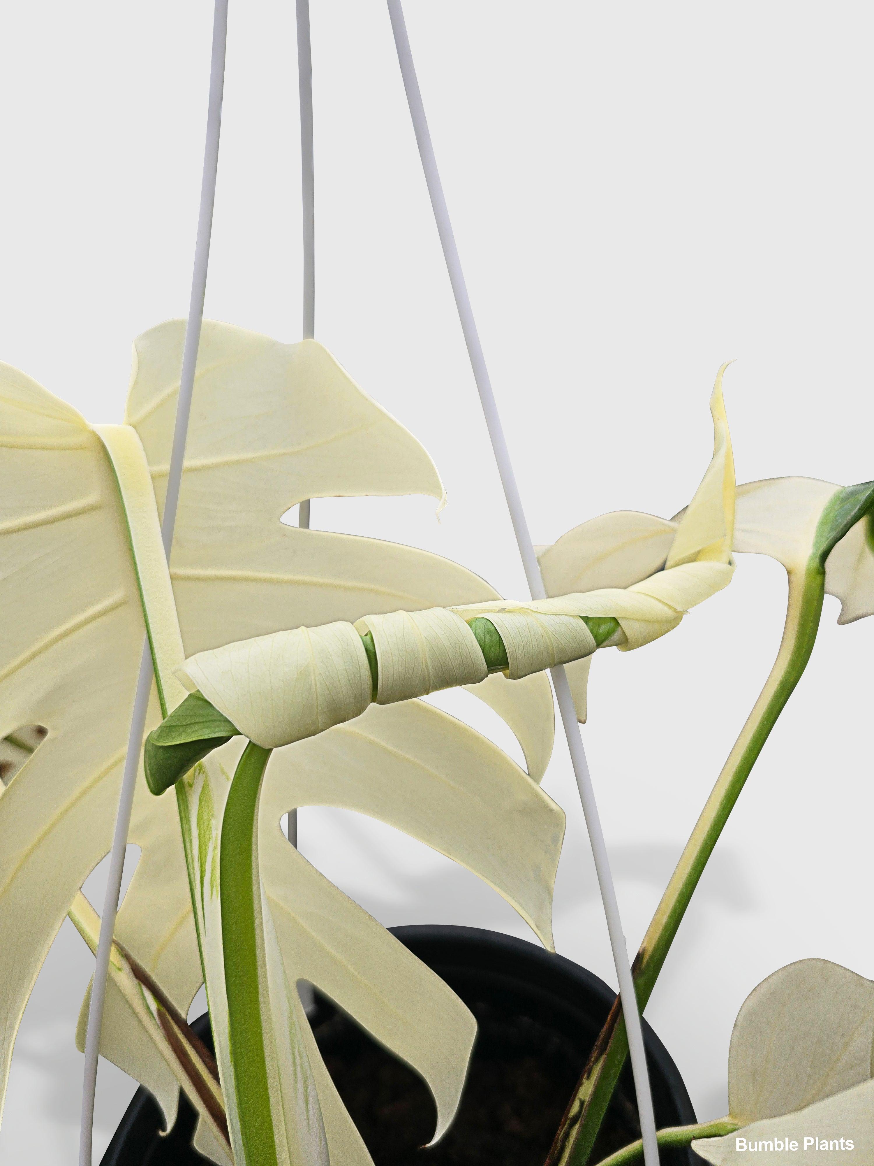 Monstera Borsigiana Variegata Albo (Mature Mother Plant) | Heirloom Boulevard