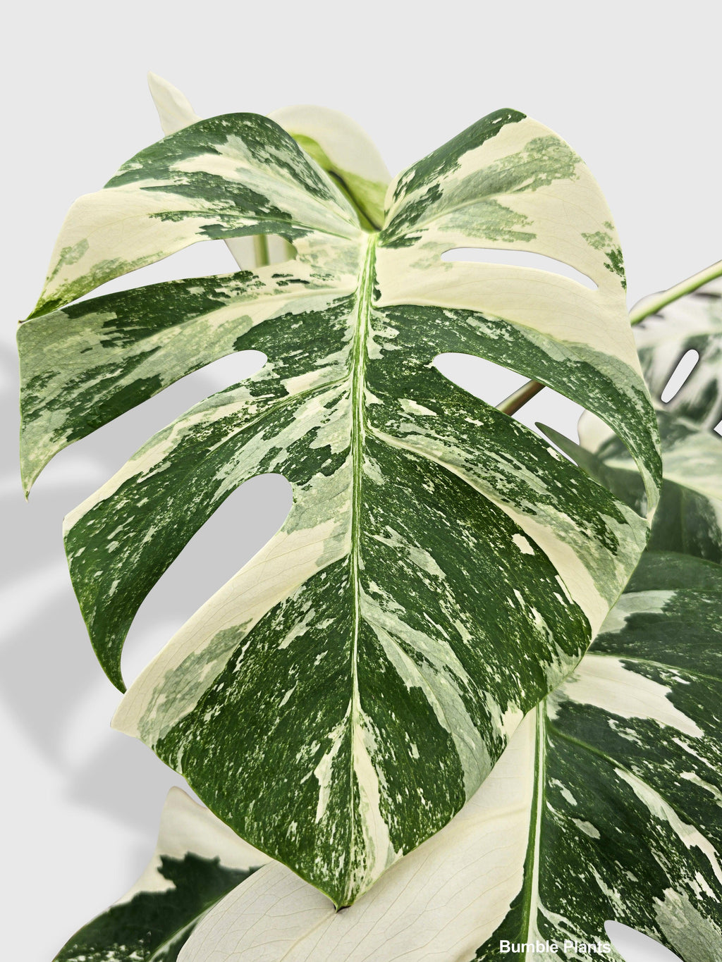 Monstera Borsigiana Variegata Albo (Mature Mother Plant) | Heirloom Boulevard