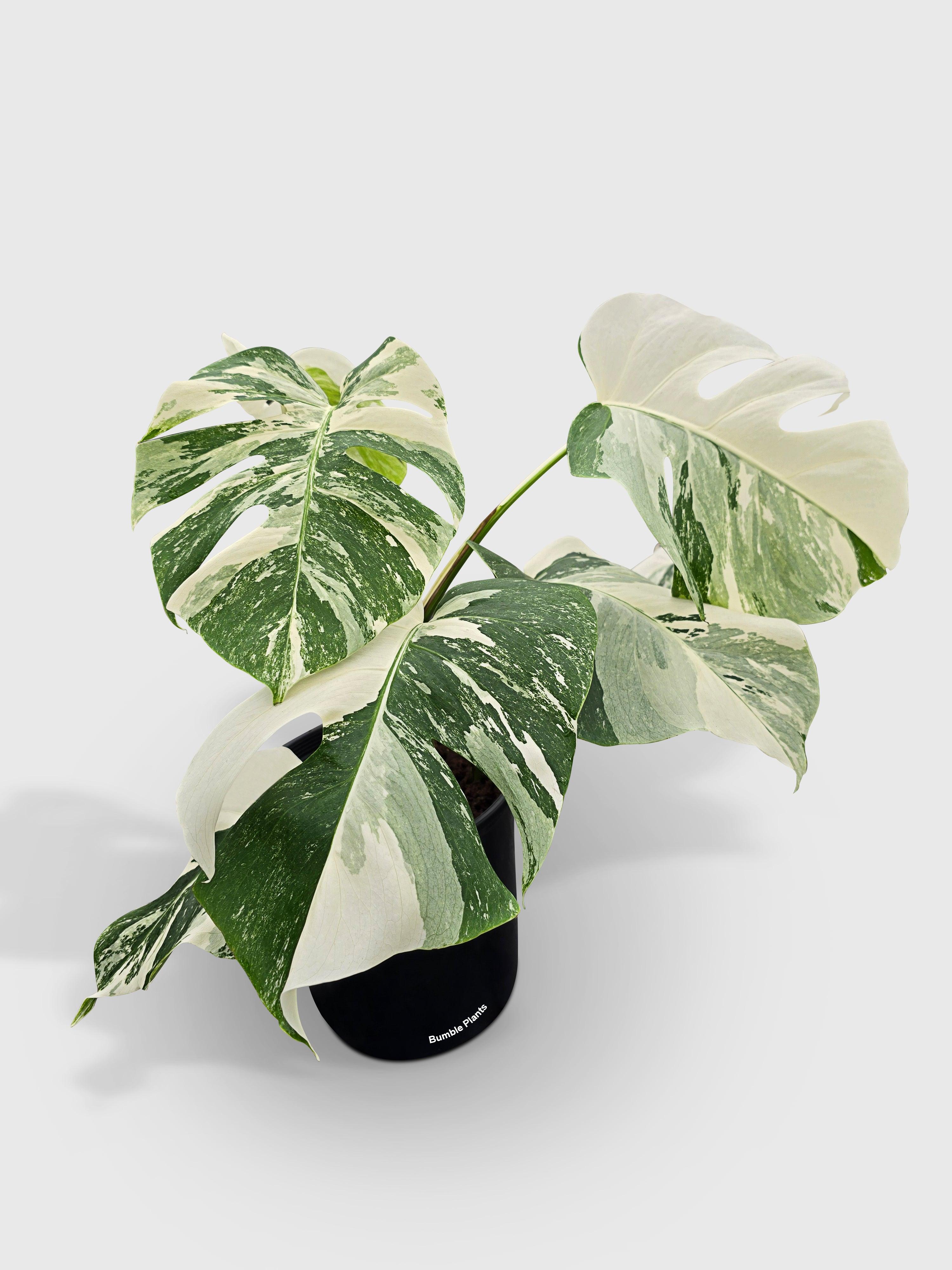 Monstera Borsigiana Variegata Albo (Mature Mother Plant) | Heirloom Boulevard