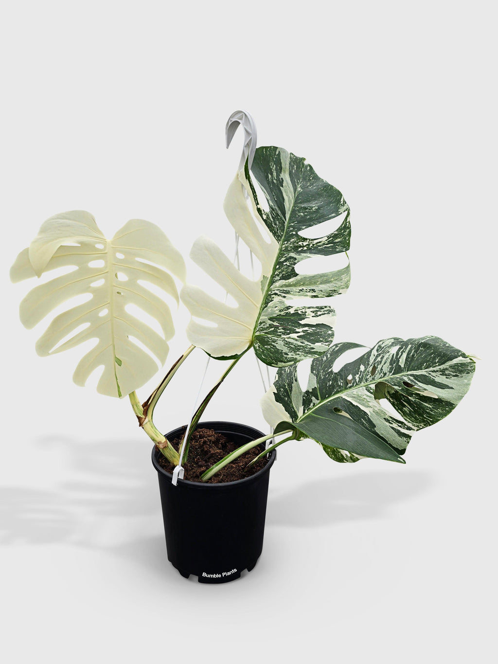 Monstera Borsigiana Variegata Albo (Mature Mother Plant) | Heirloom Boulevard