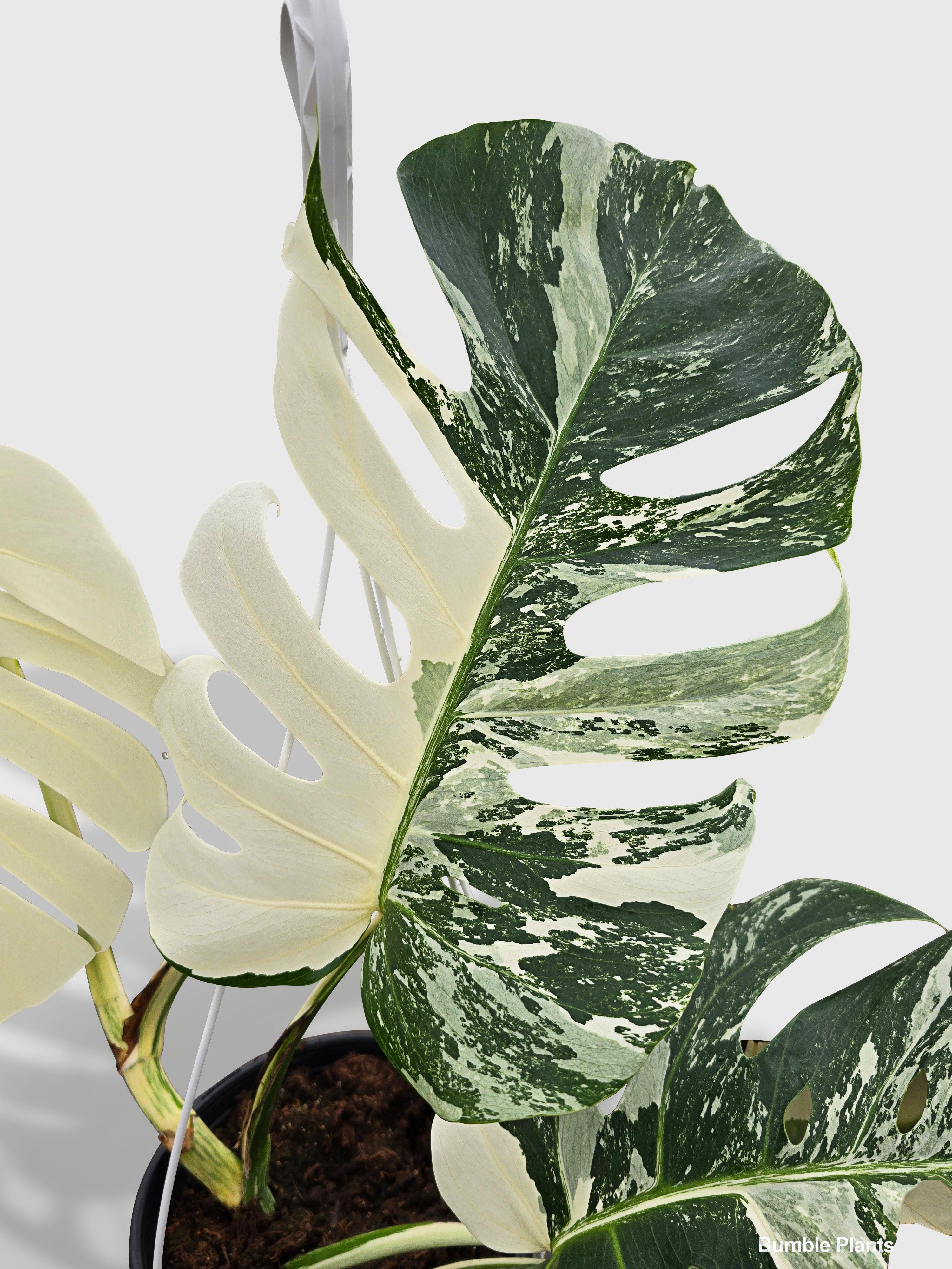 Monstera Borsigiana Variegata Albo (Mature Mother Plant) | Heirloom Boulevard