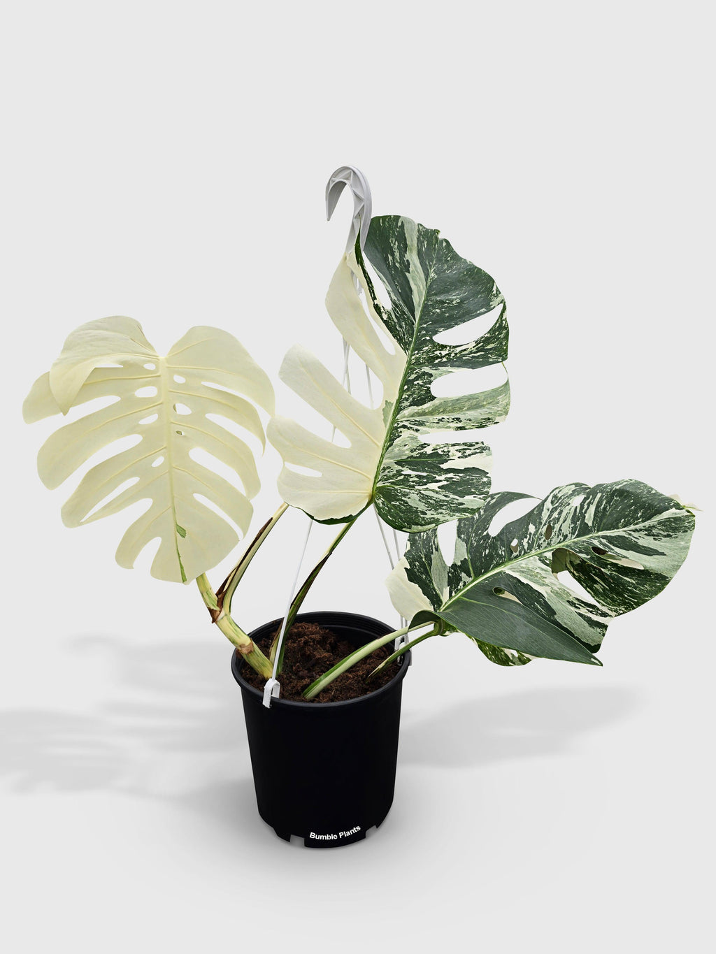 Monstera Borsigiana Variegata Albo (Mature Mother Plant) | Heirloom Boulevard