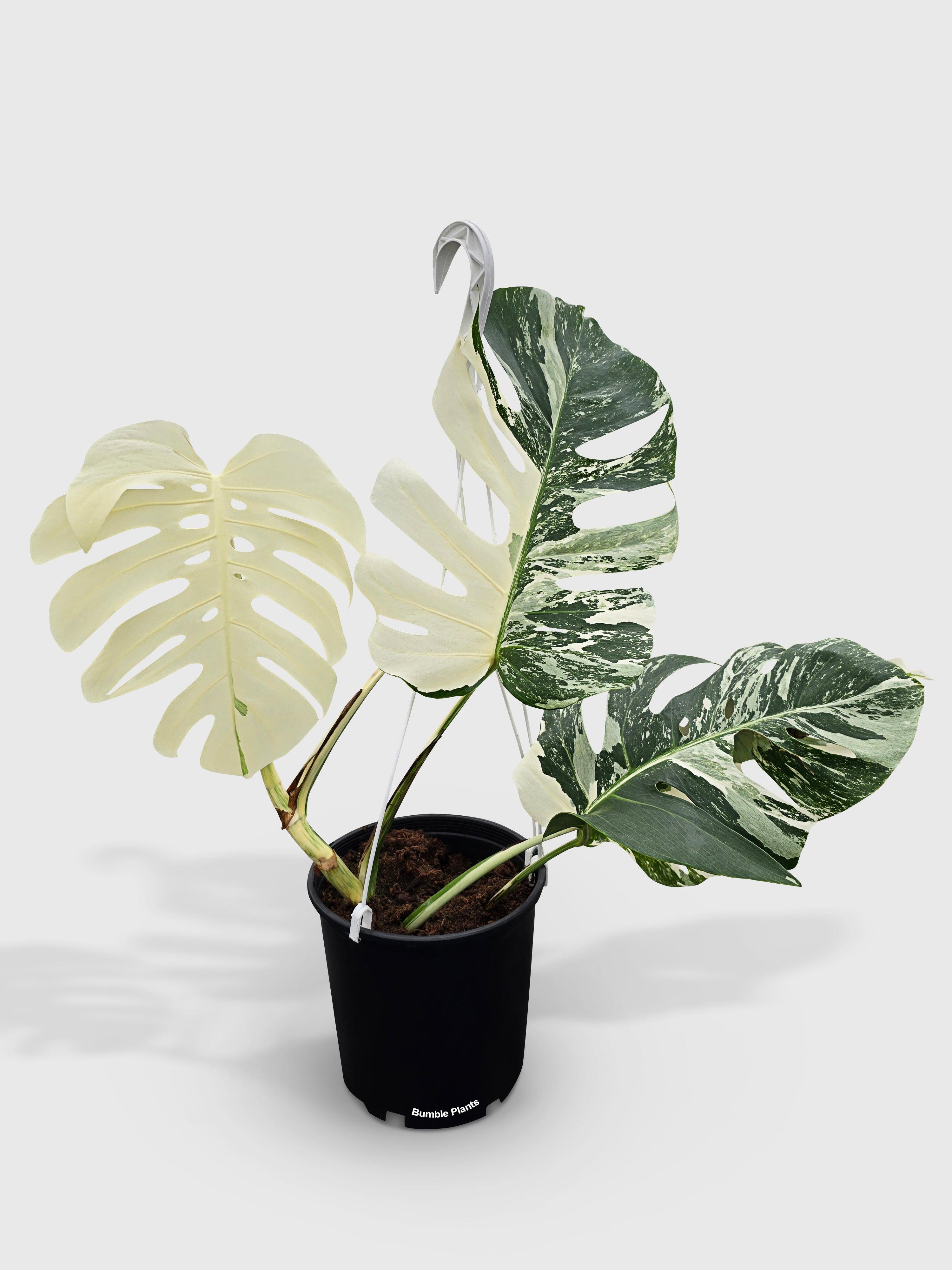Monstera Borsigiana Variegata Albo (Mature Mother Plant) | Heirloom Boulevard