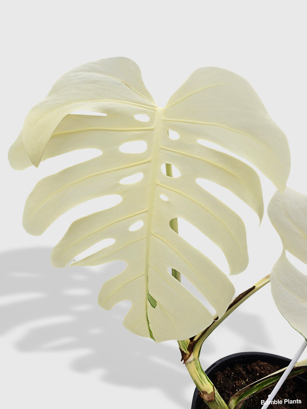 Monstera Borsigiana Variegata Albo (Mature Mother Plant) | Heirloom Boulevard