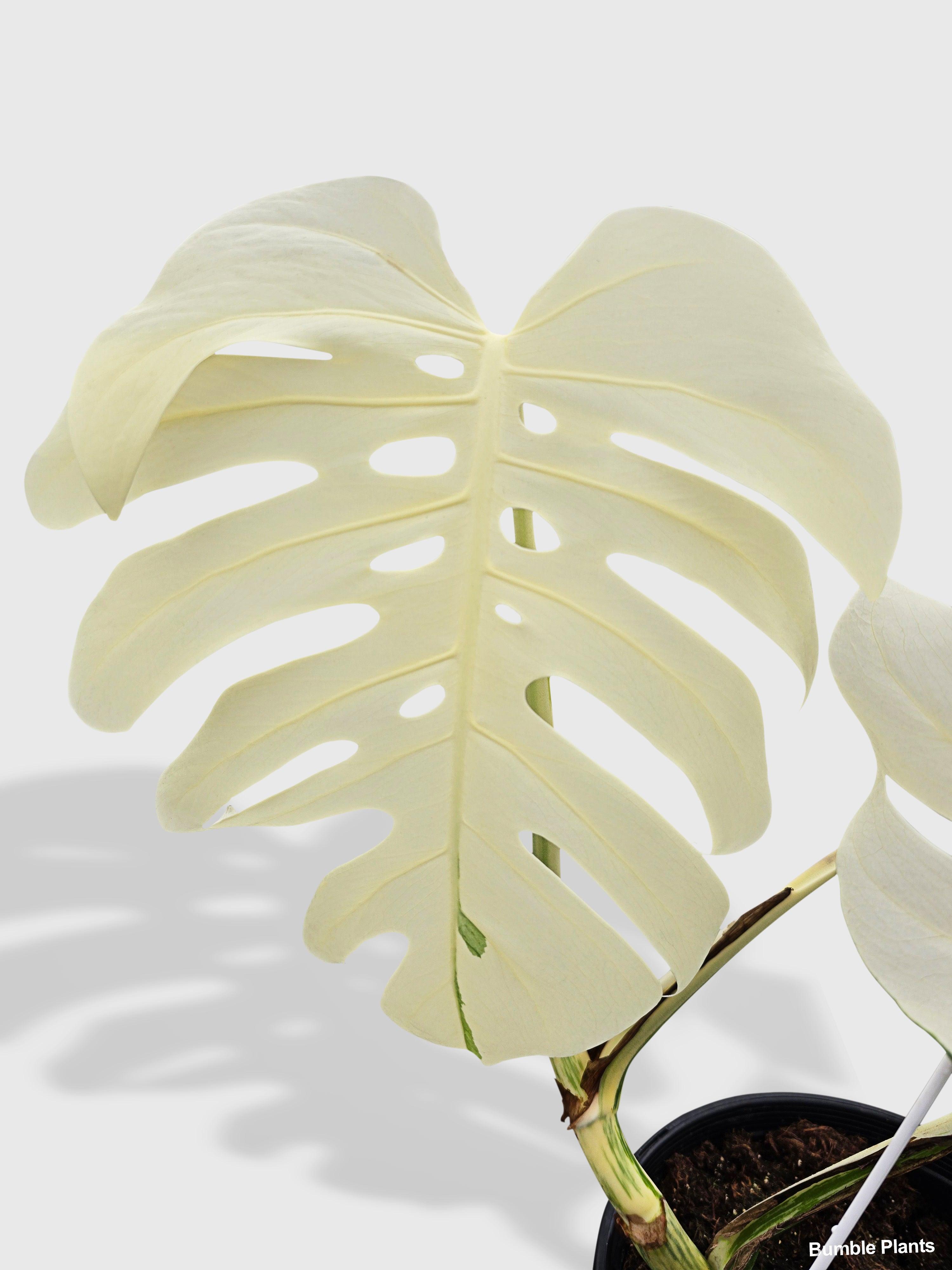 Monstera Borsigiana Variegata Albo (Mature Mother Plant) | Heirloom Boulevard