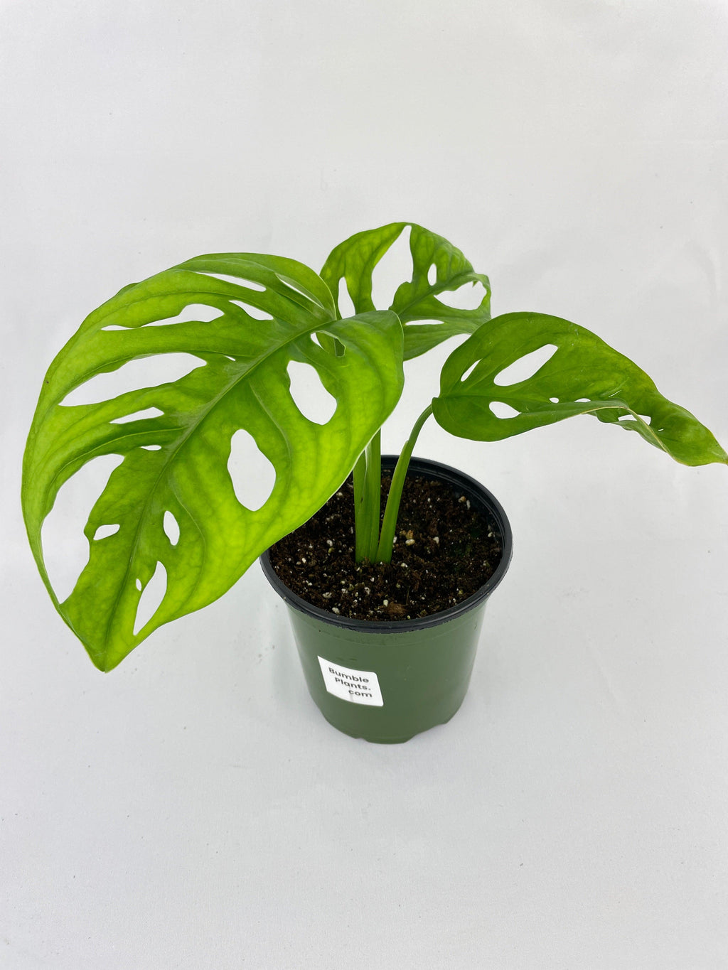 Monstera Adansonii Wide Leaf Form | Heirloom Boulevard