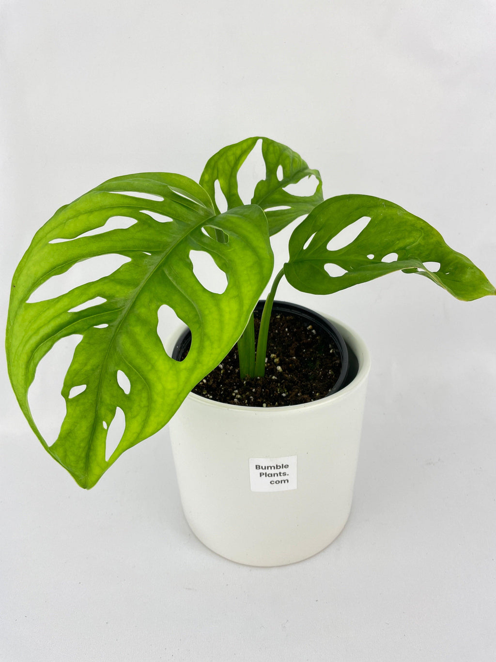 Monstera Adansonii Wide Leaf Form | Heirloom Boulevard