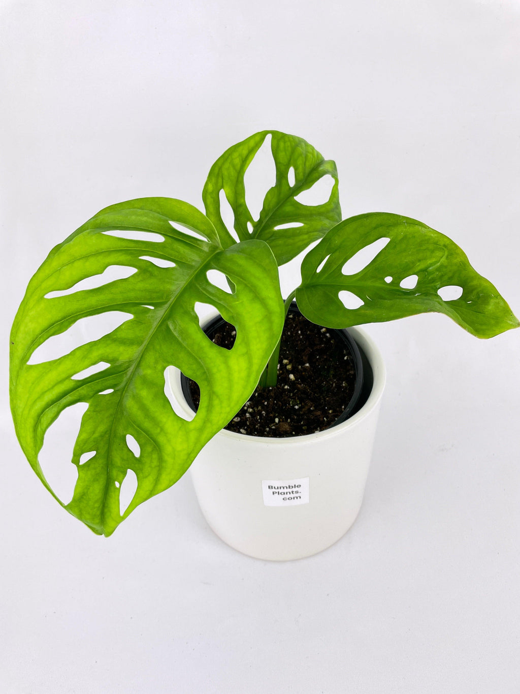 Monstera Adansonii Wide Leaf Form | Heirloom Boulevard