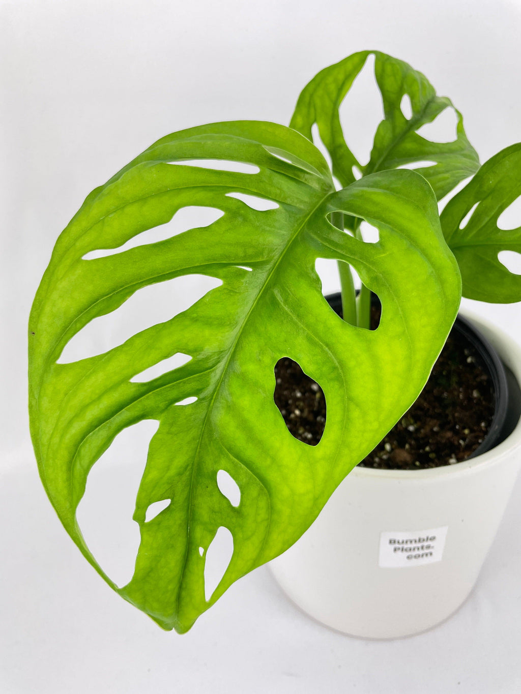 Monstera Adansonii Wide Leaf Form | Heirloom Boulevard