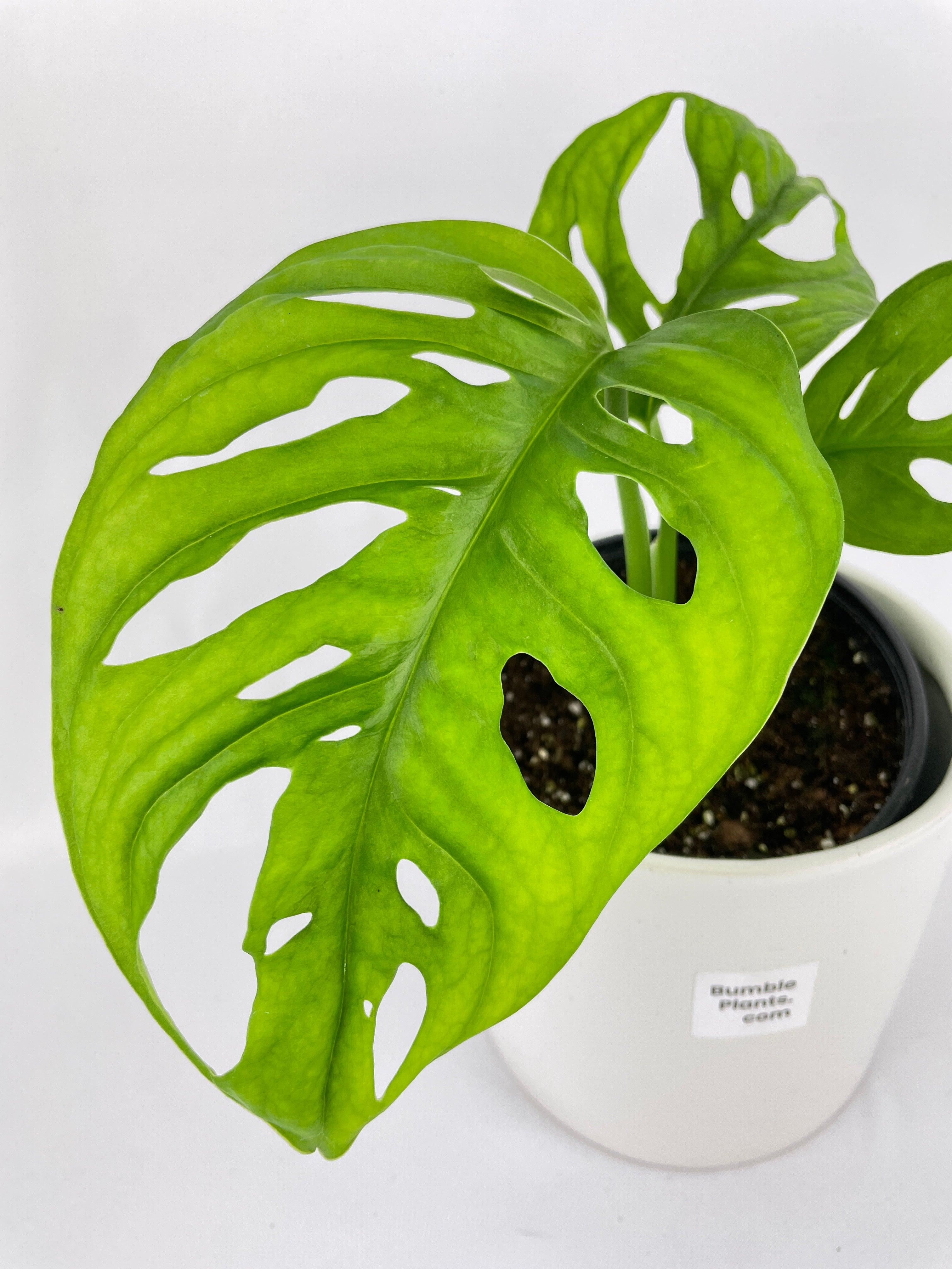 Monstera Adansonii Wide Leaf Form | Heirloom Boulevard