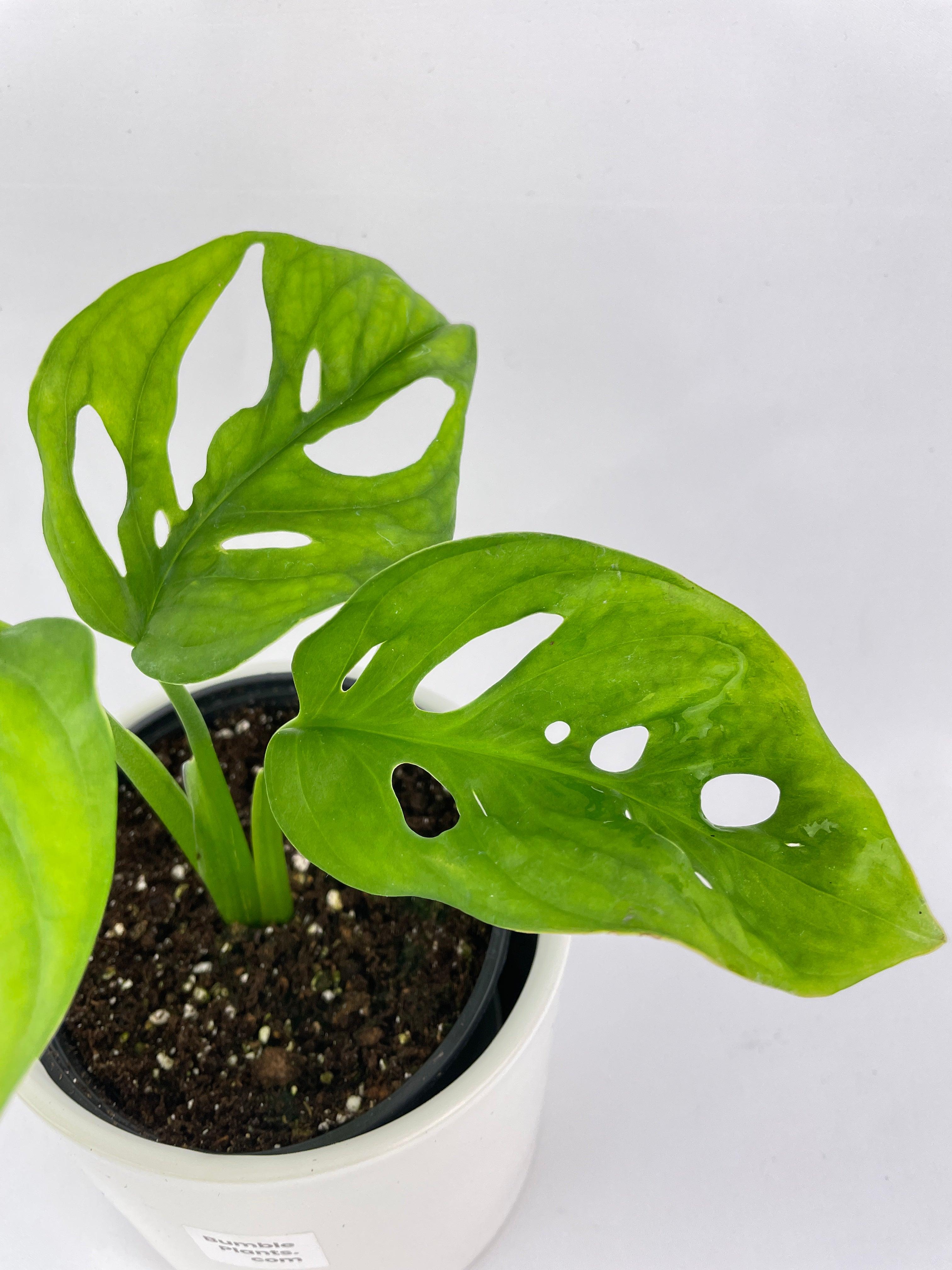 Monstera Adansonii Wide Leaf Form | Heirloom Boulevard