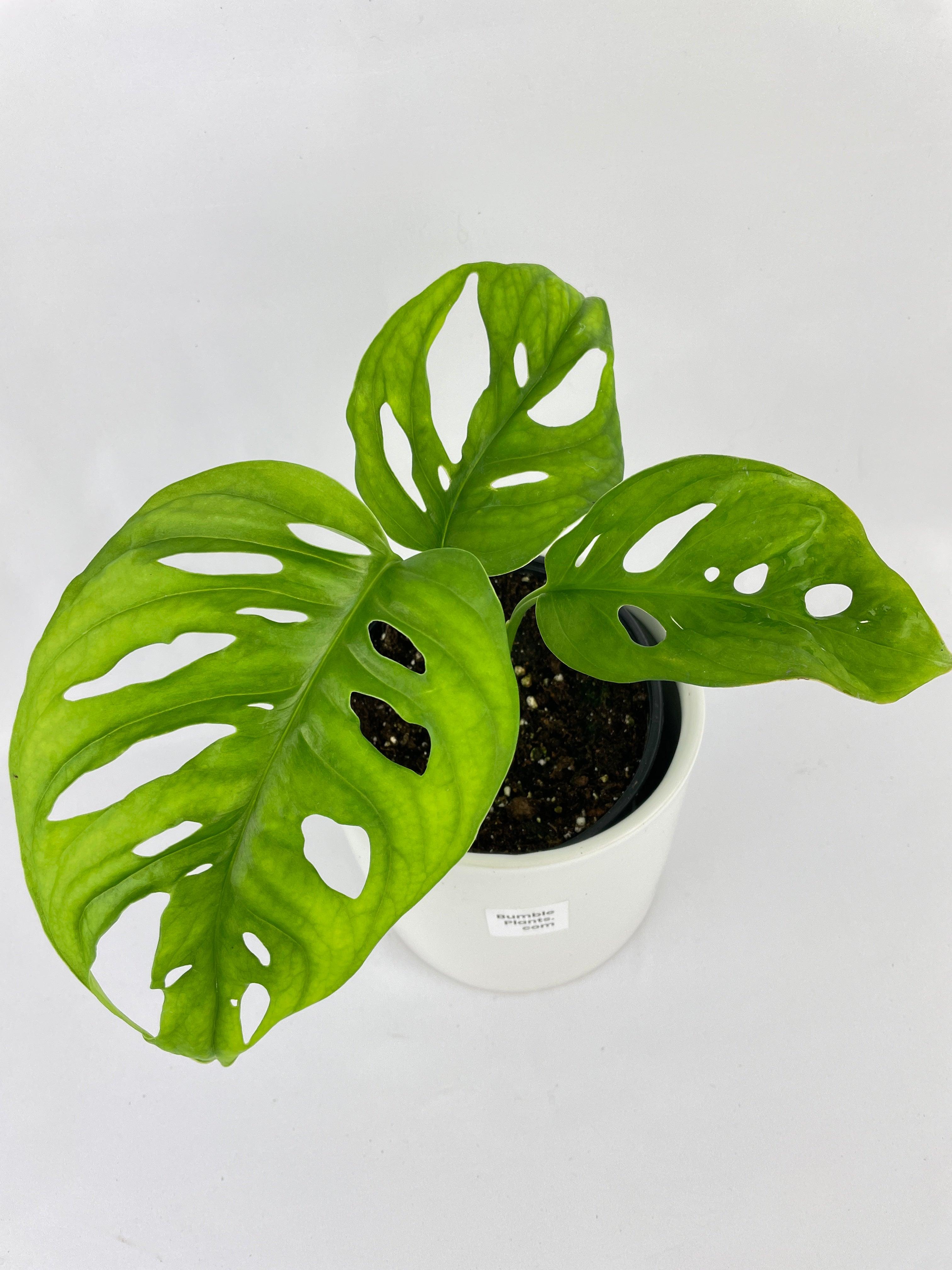 Monstera Adansonii Wide Leaf Form | Heirloom Boulevard