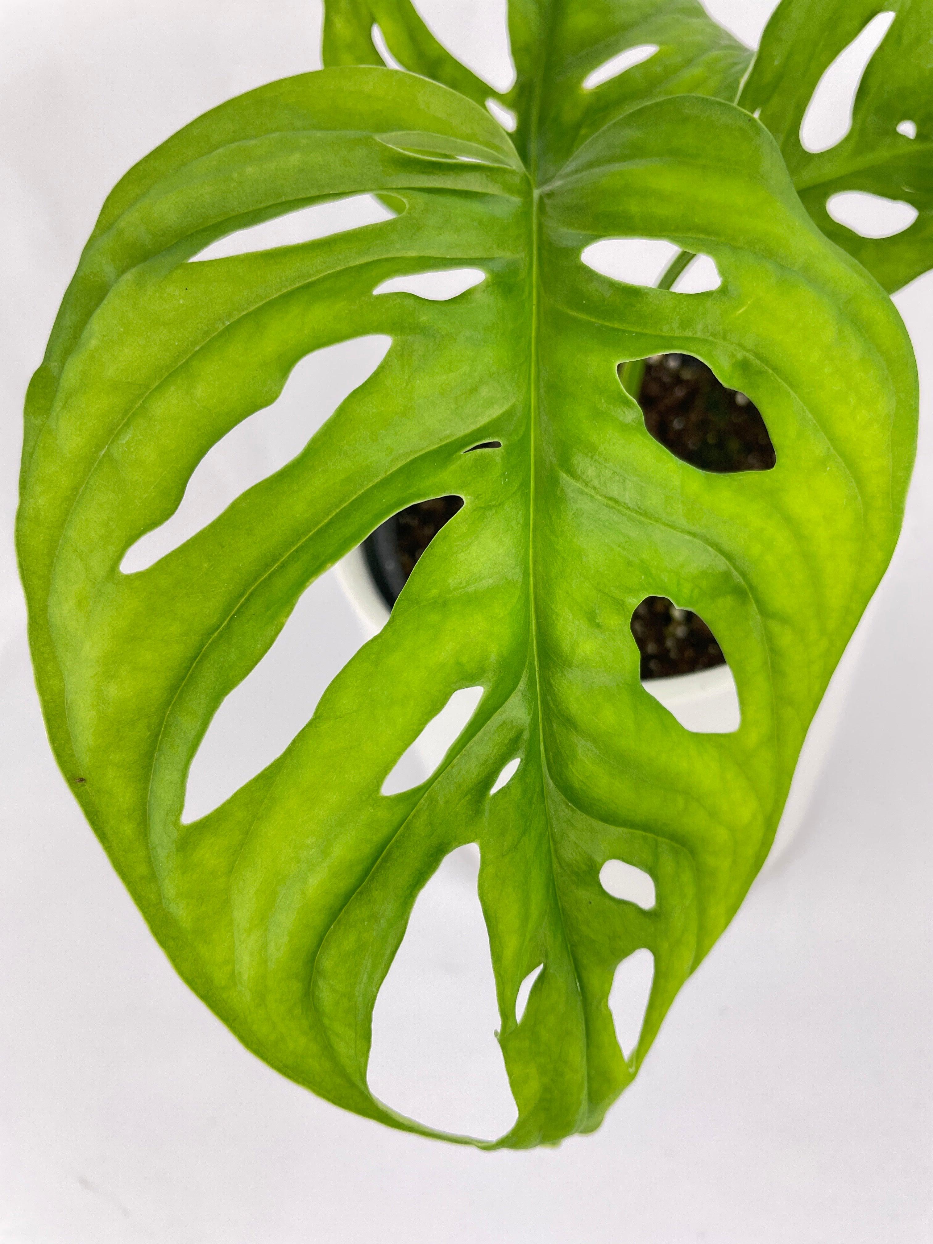 Monstera Adansonii Wide Leaf Form | Heirloom Boulevard