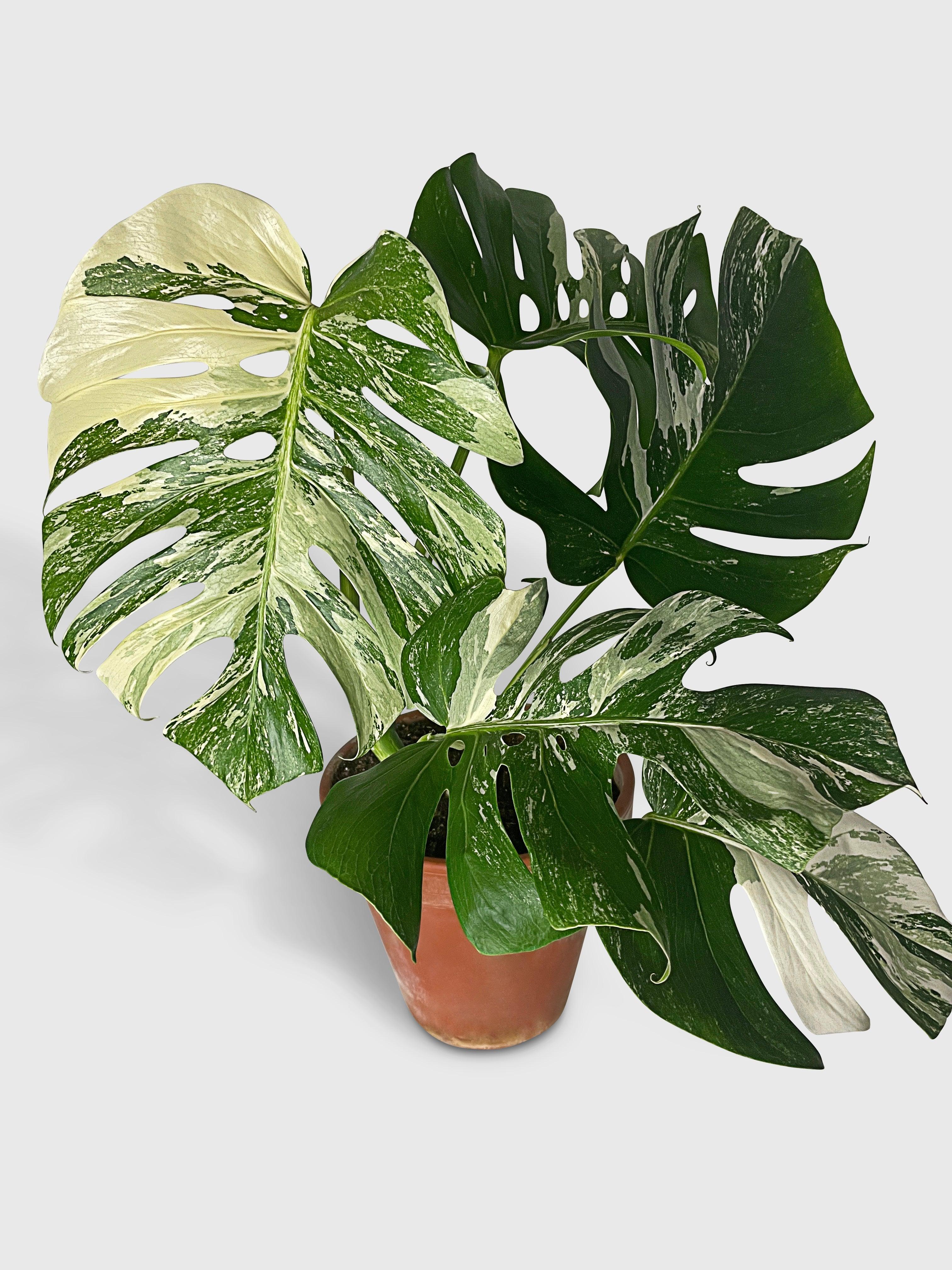Monstera Borsigiana Variegata Albo (Mature Mother Plant) Normal Variegation | Heirloom Boulevard