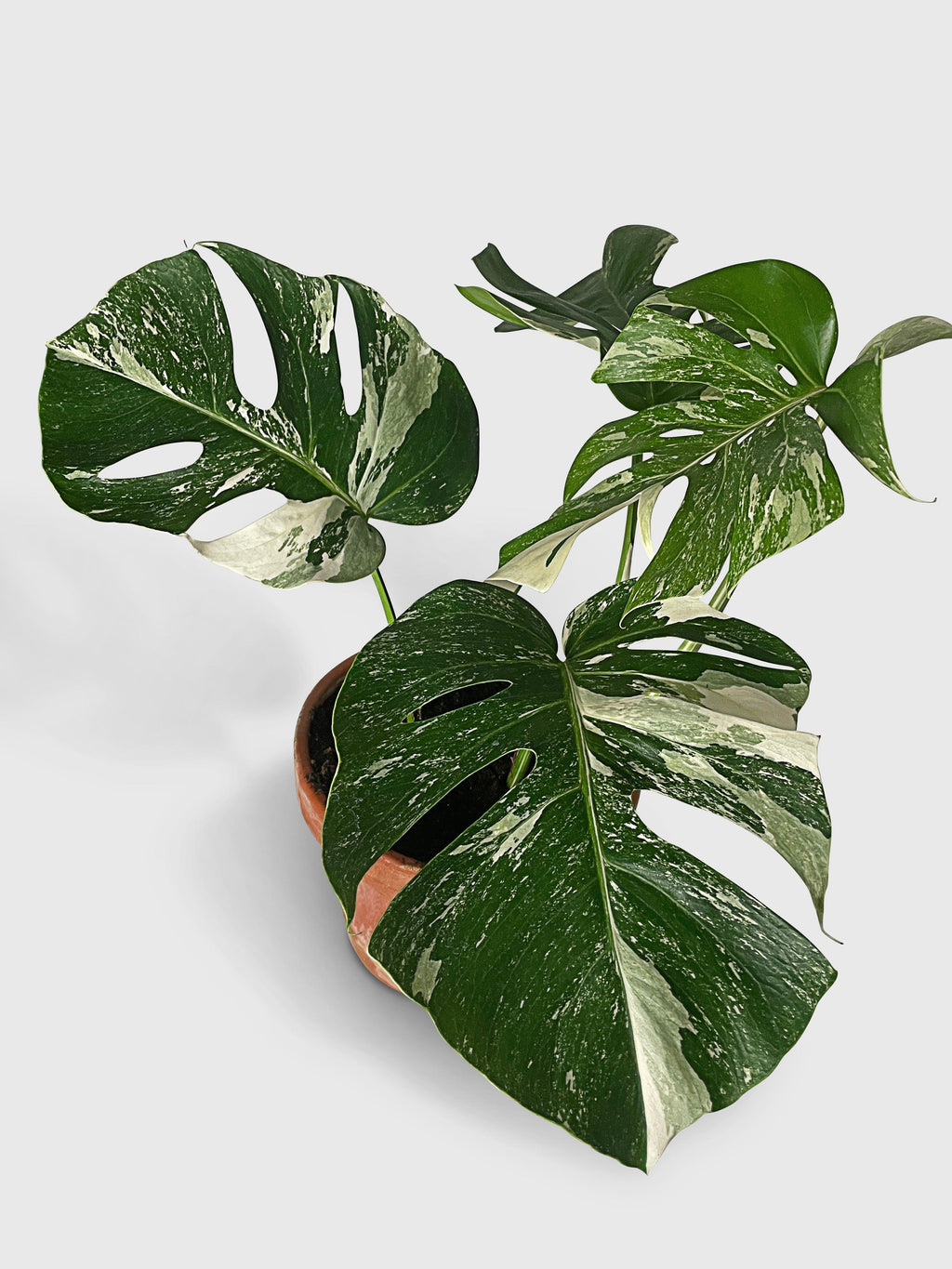 Monstera Borsigiana Variegata Albo (Mature Mother Plant) Low Variegation | Heirloom Boulevard