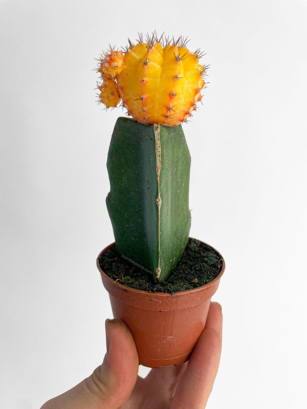 Bumble Plants Moon Cactus Grafted 'Gymnocalicium Mihanovichii'