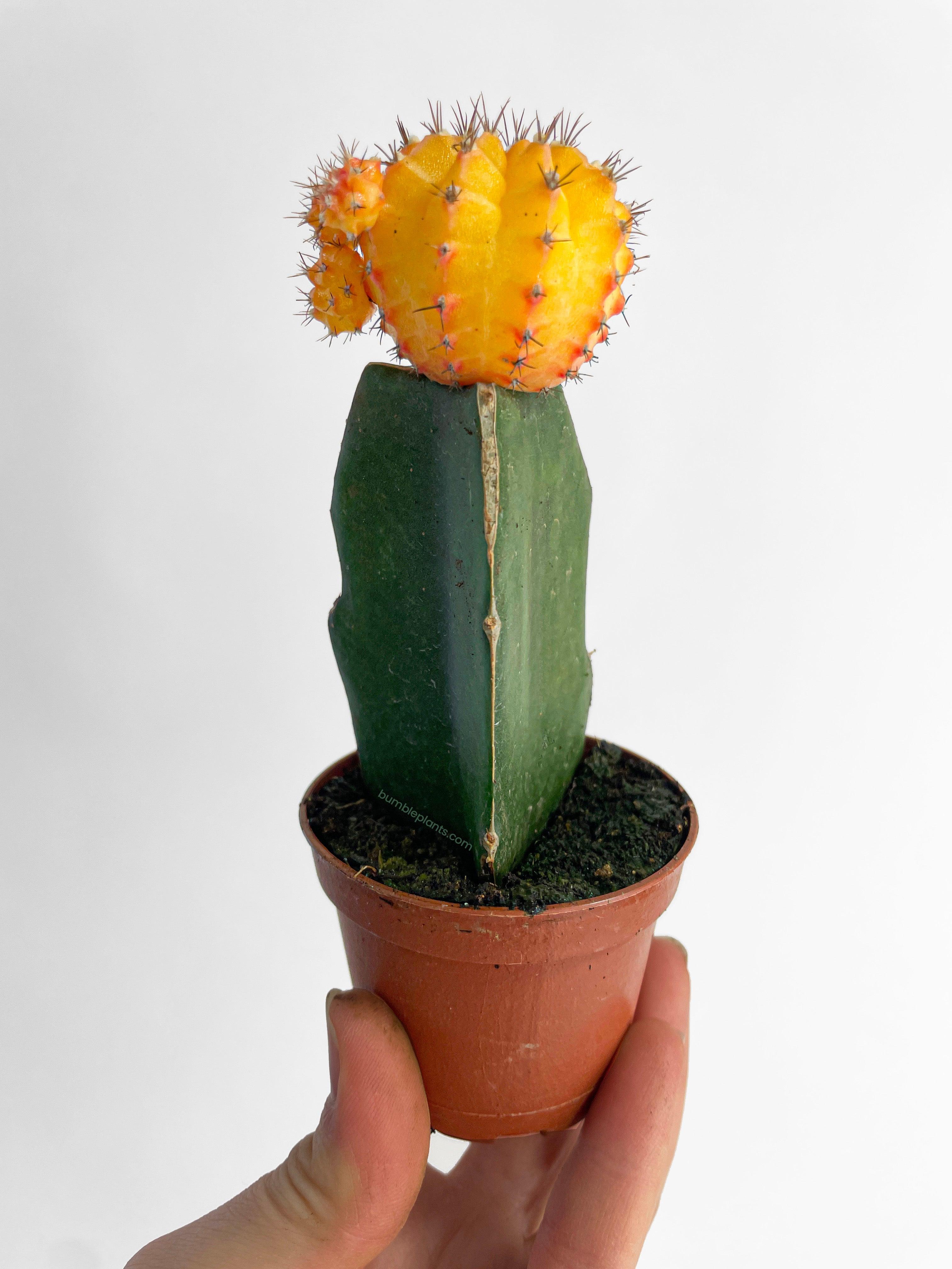 Bumble Plants Moon Cactus Grafted 'Gymnocalicium Mihanovichii'