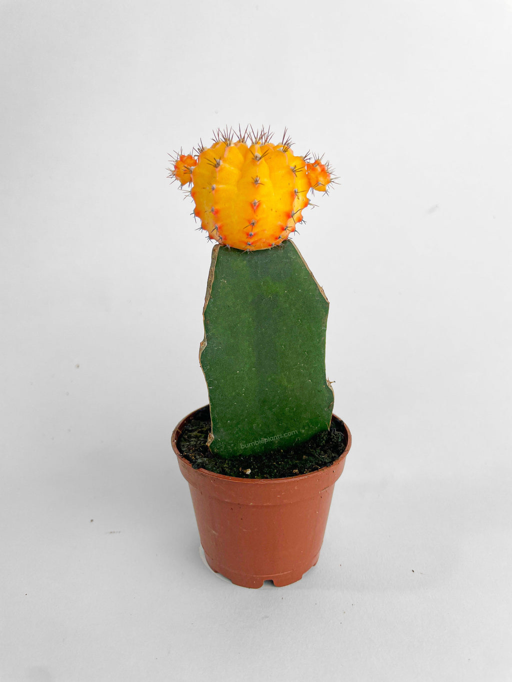 Bumble Plants Moon Cactus Grafted 'Gymnocalicium Mihanovichii'