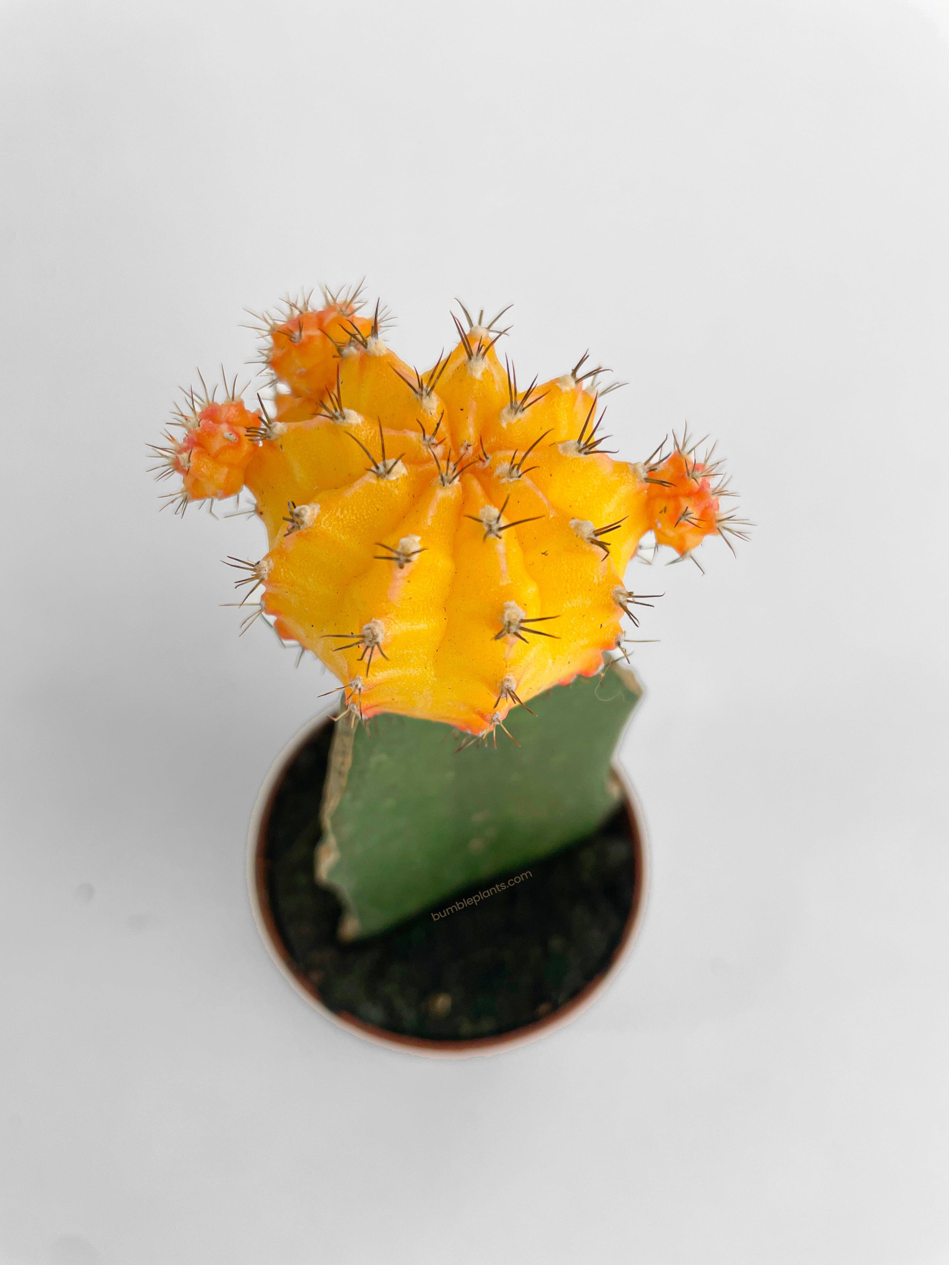 Bumble Plants Moon Cactus Grafted 'Gymnocalicium Mihanovichii'