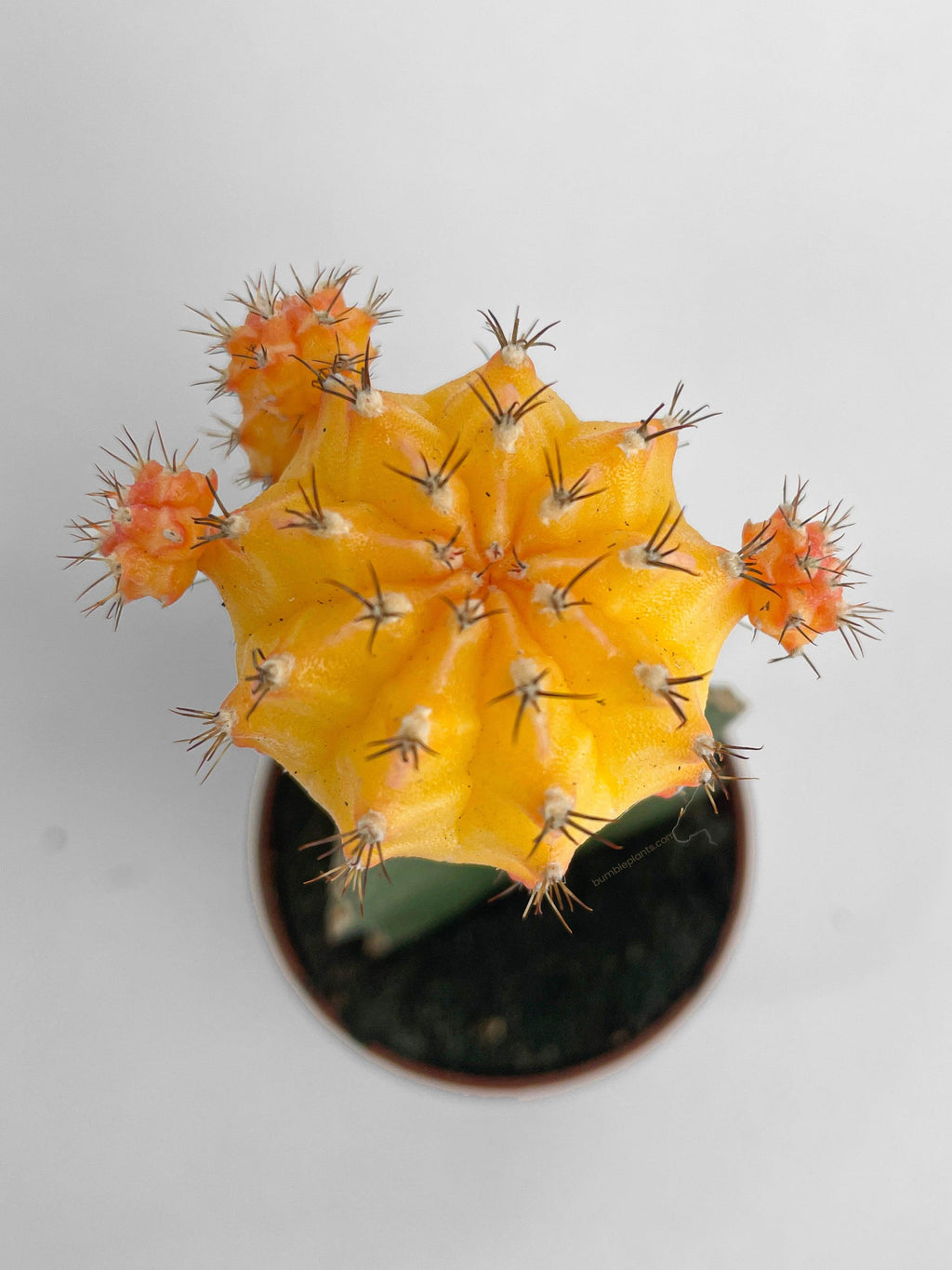 Bumble Plants Moon Cactus Grafted 'Gymnocalicium Mihanovichii'