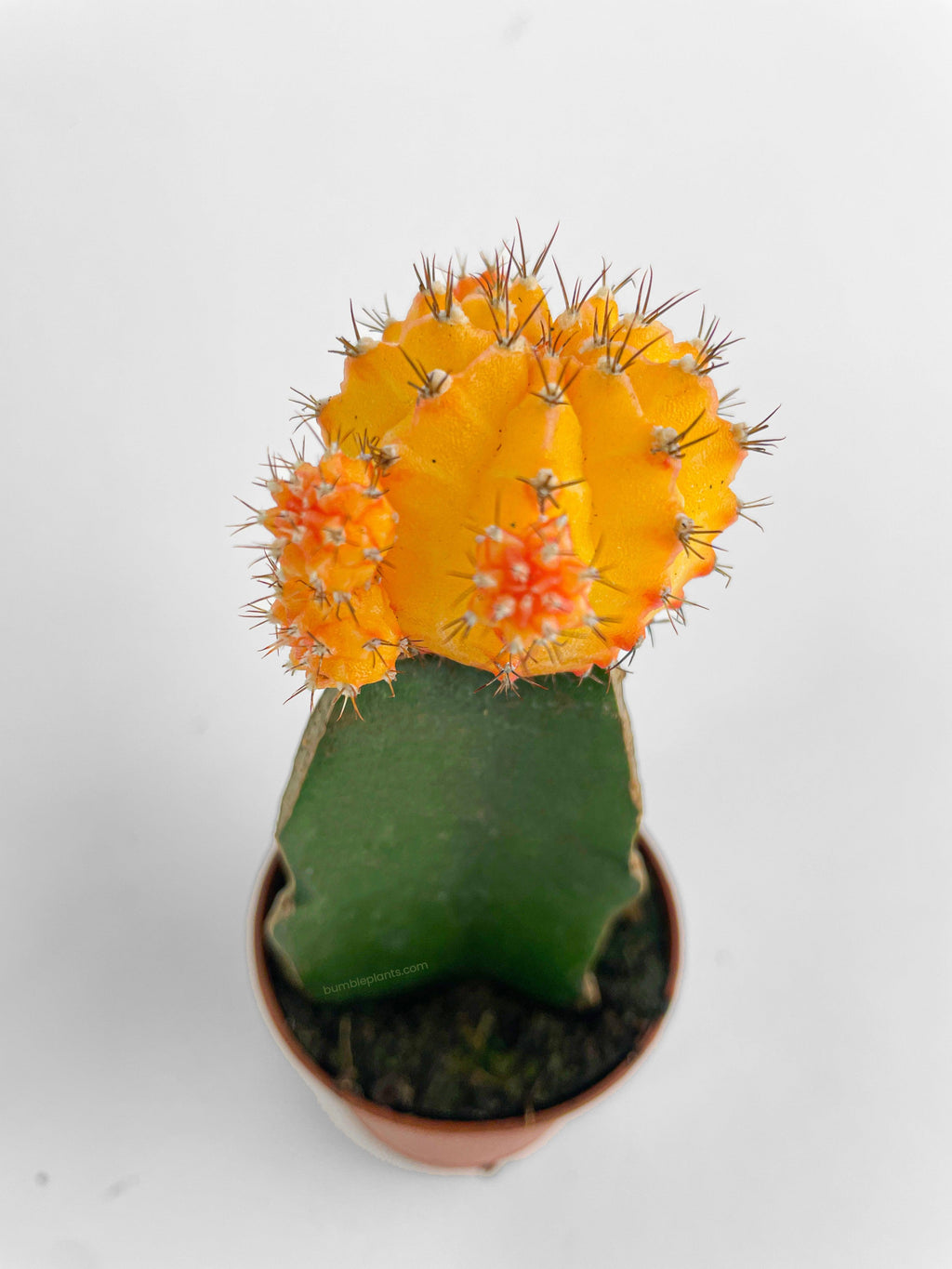 Bumble Plants Moon Cactus Grafted 'Gymnocalicium Mihanovichii'