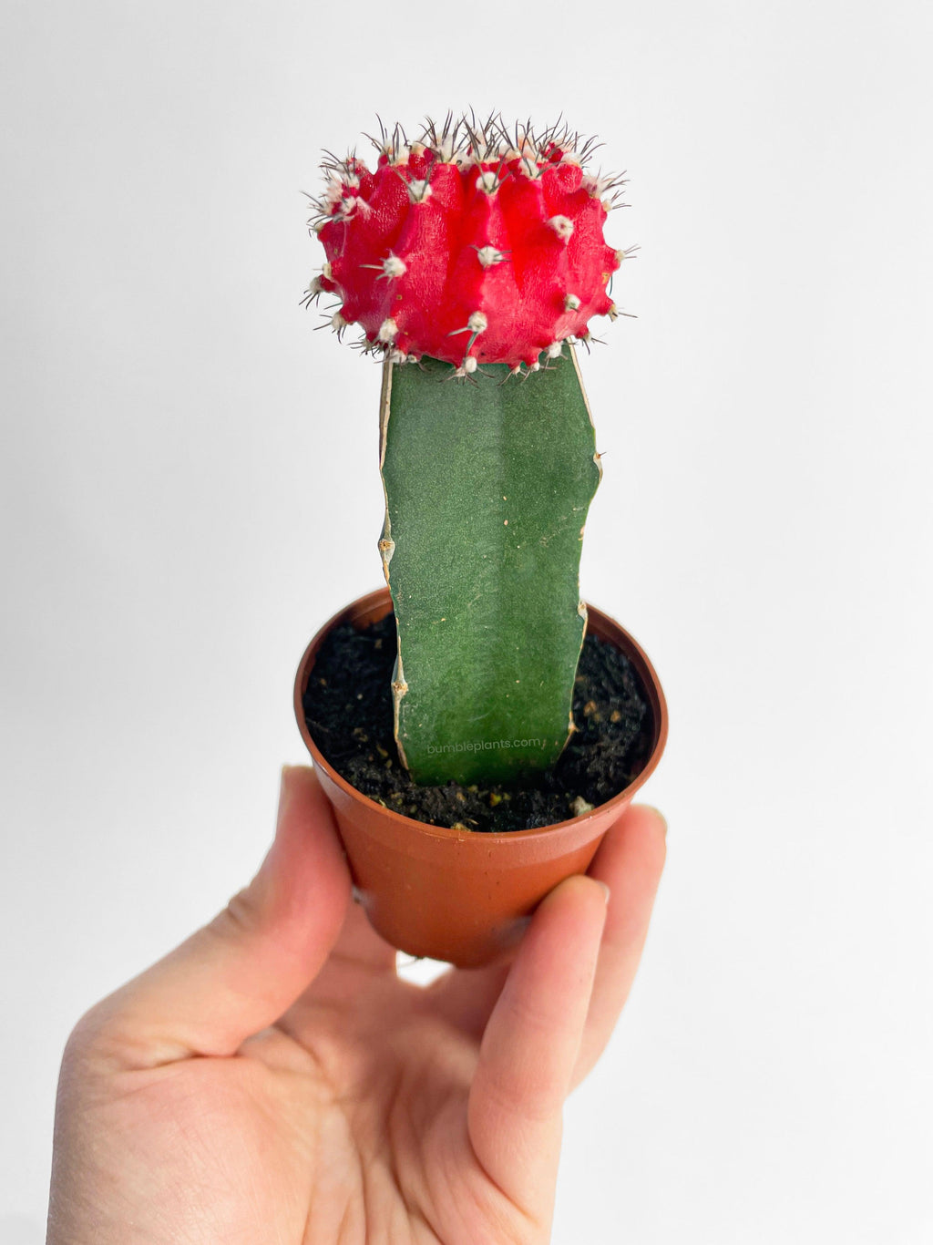 Bumble Plants Moon Cactus Grafted 'Gymnocalicium Mihanovichii'