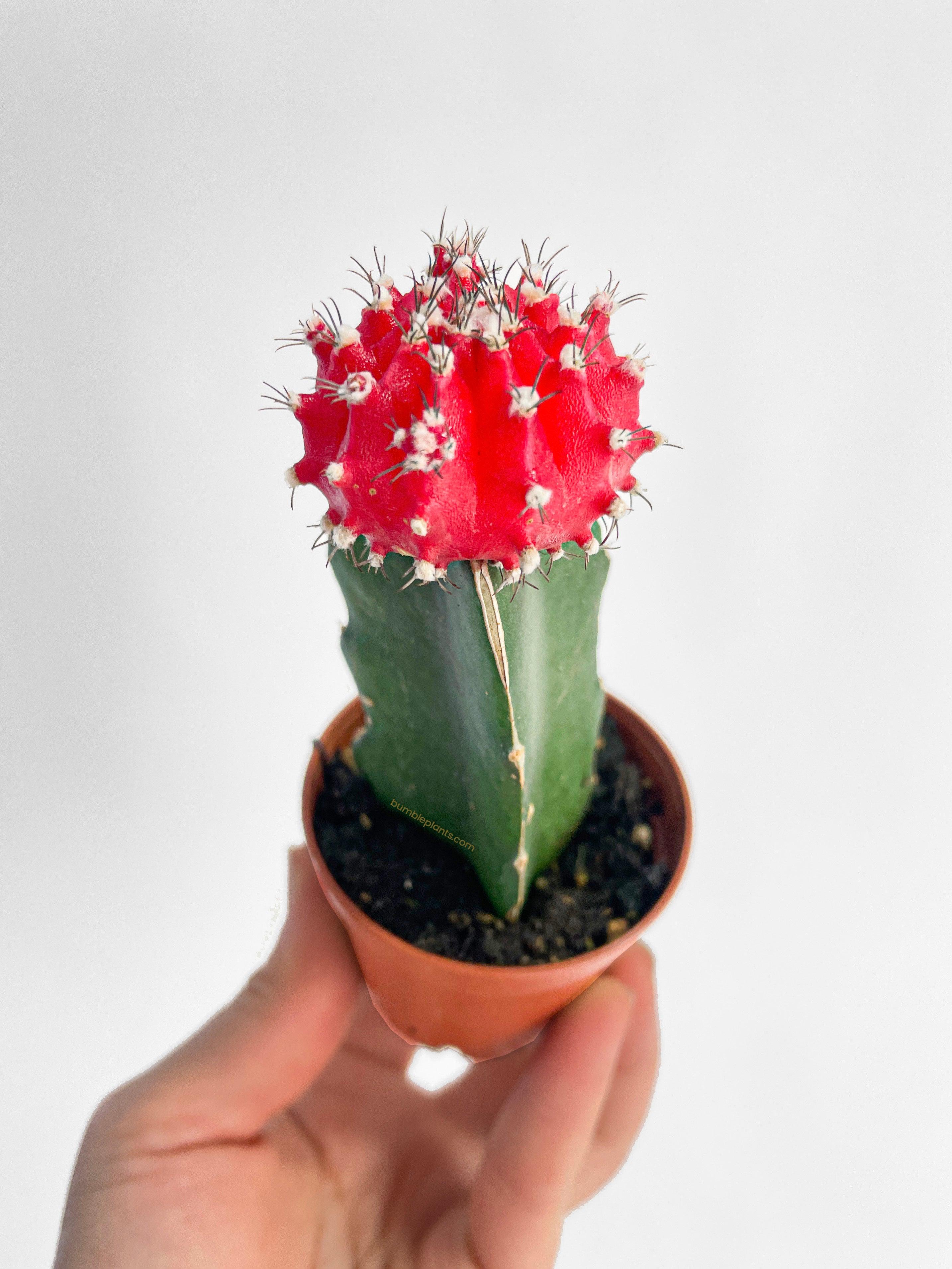 Bumble Plants Moon Cactus Grafted 'Gymnocalicium Mihanovichii'
