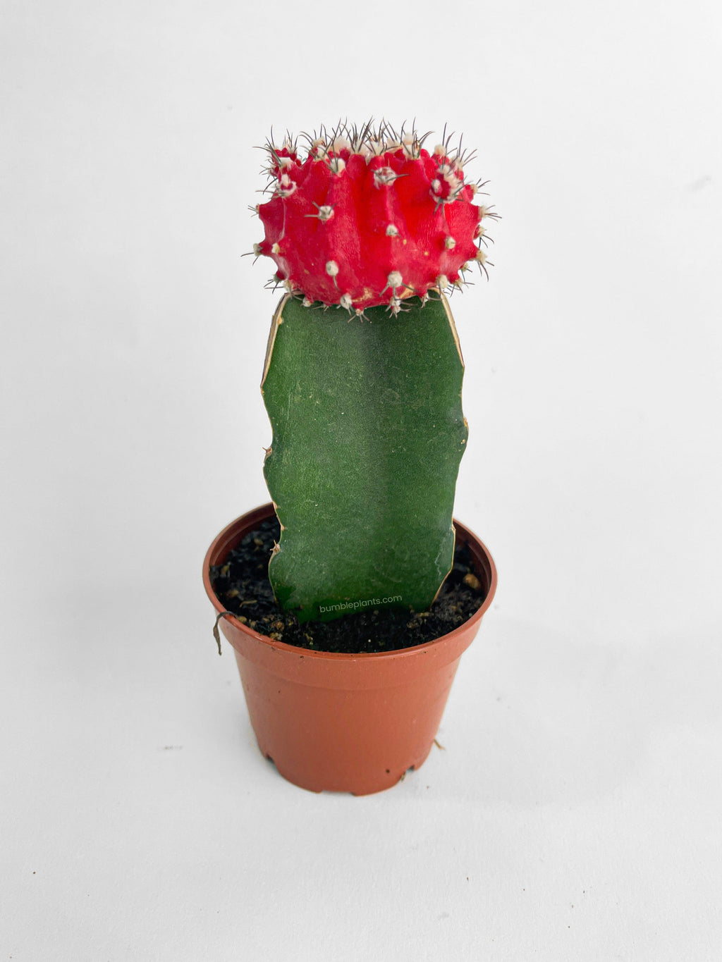 Bumble Plants Moon Cactus Grafted 'Gymnocalicium Mihanovichii'