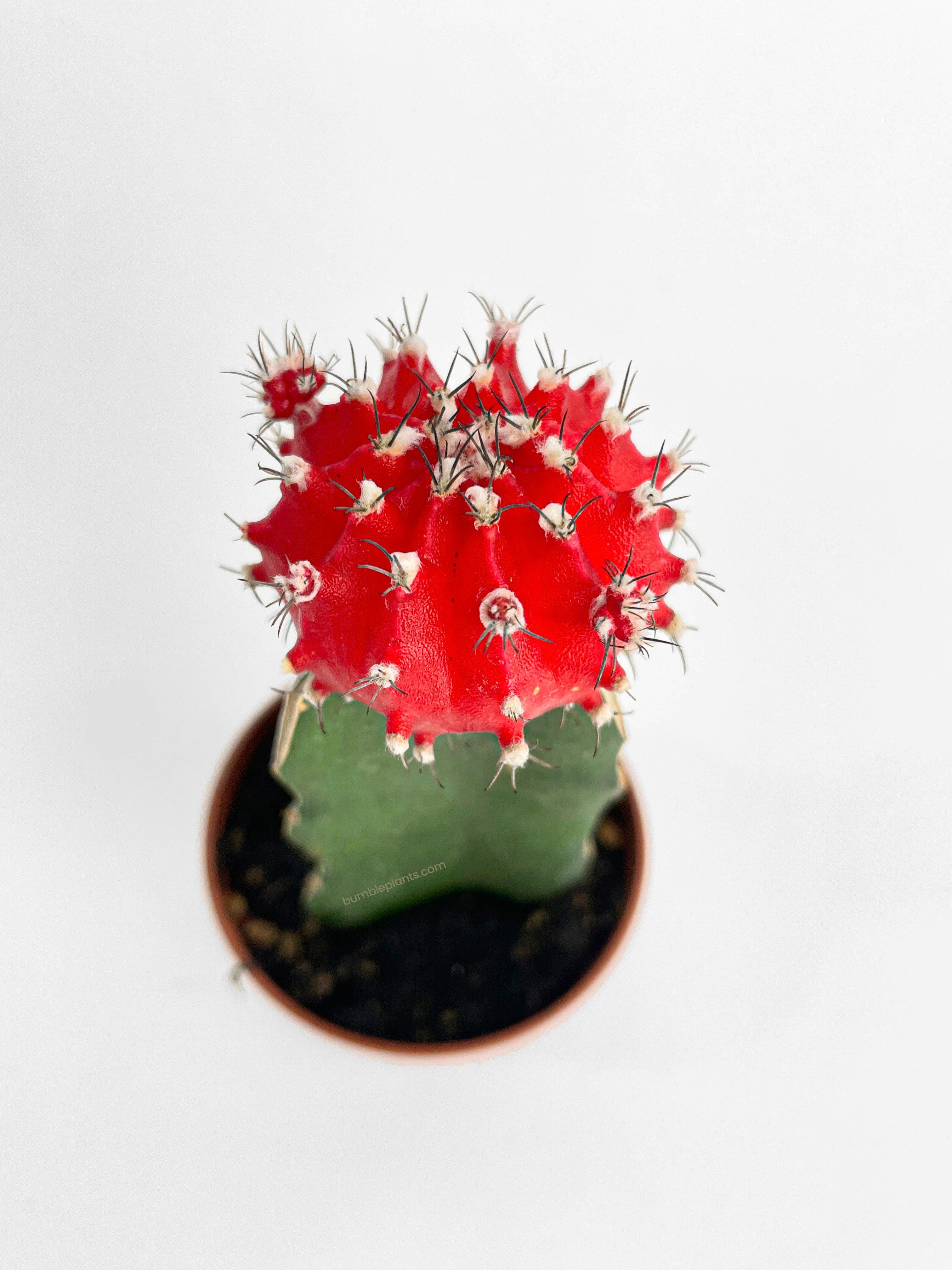 Bumble Plants Moon Cactus Grafted 'Gymnocalicium Mihanovichii'