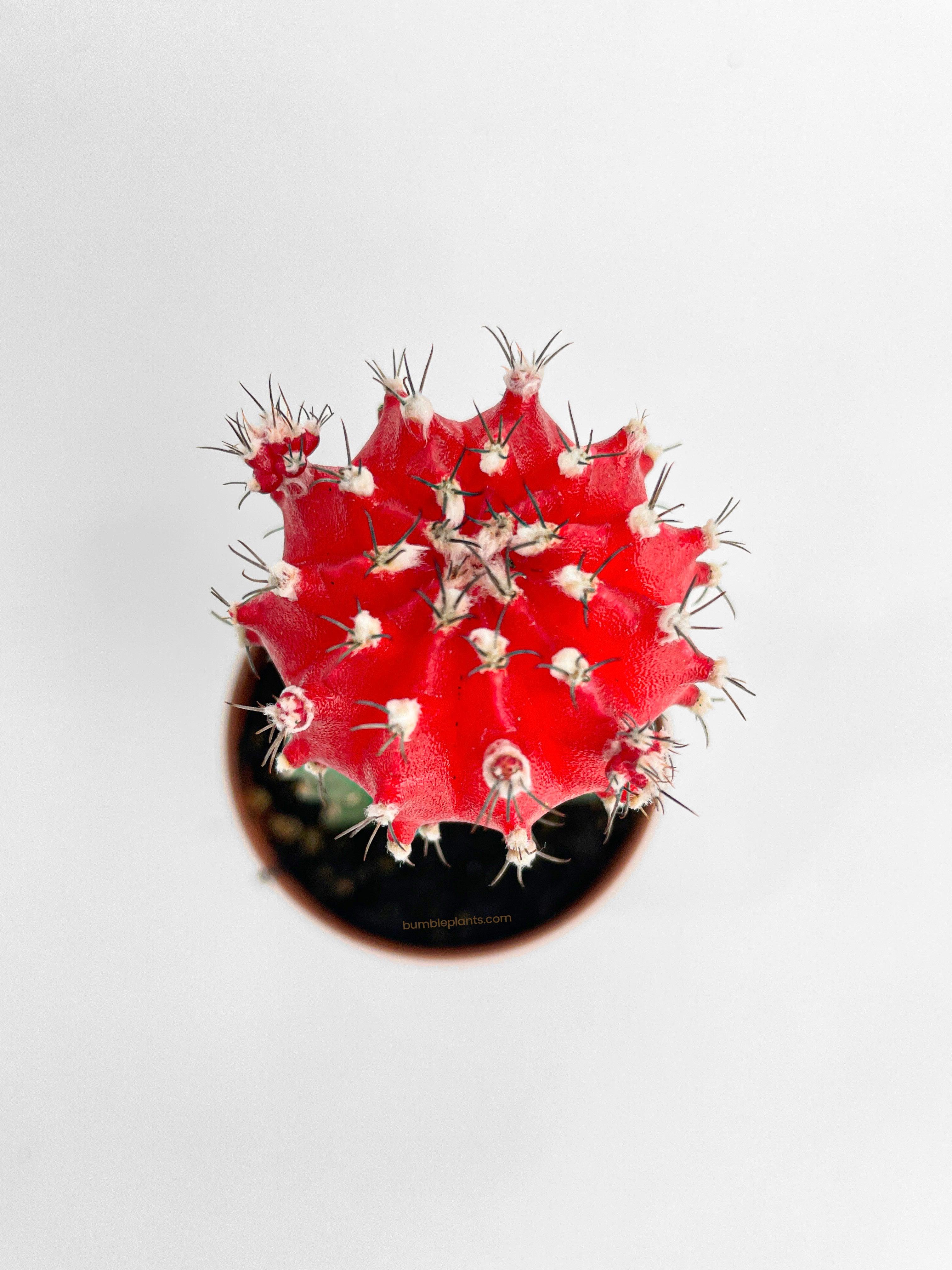 Bumble Plants Moon Cactus Grafted 'Gymnocalicium Mihanovichii'