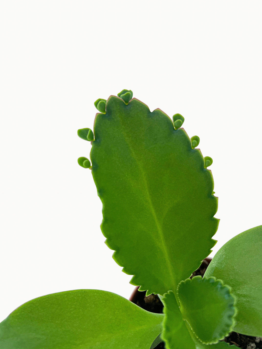 Bumble Plants Kalanchoe Daigremontiana 'Mother of Thousands' Succulent
