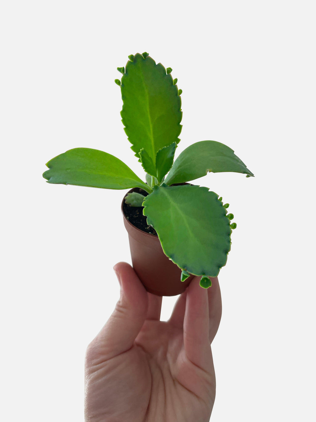 Bumble Plants Kalanchoe Daigremontiana 'Mother of Thousands' Succulent
