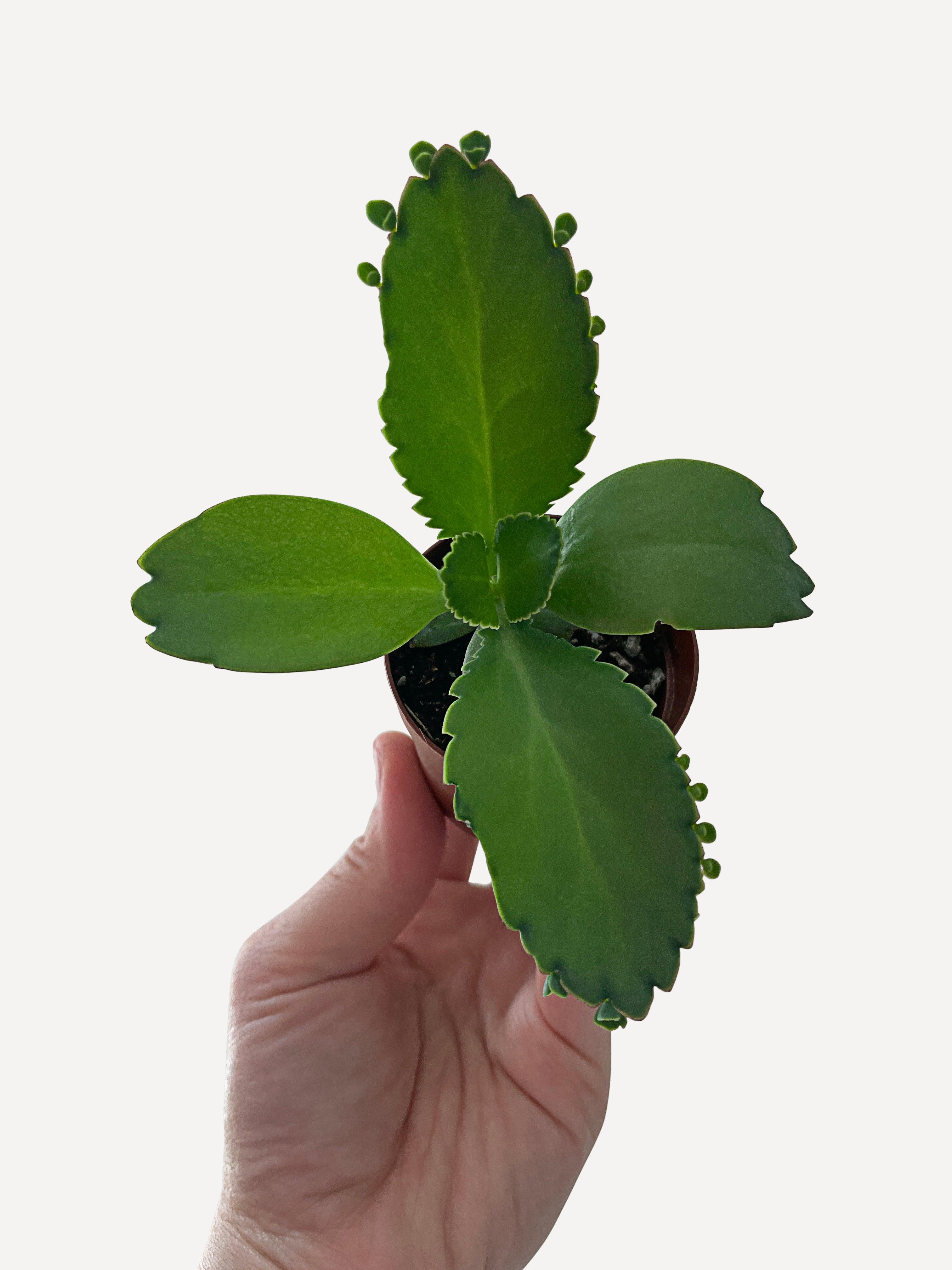 Bumble Plants Kalanchoe Daigremontiana 'Mother of Thousands' Succulent