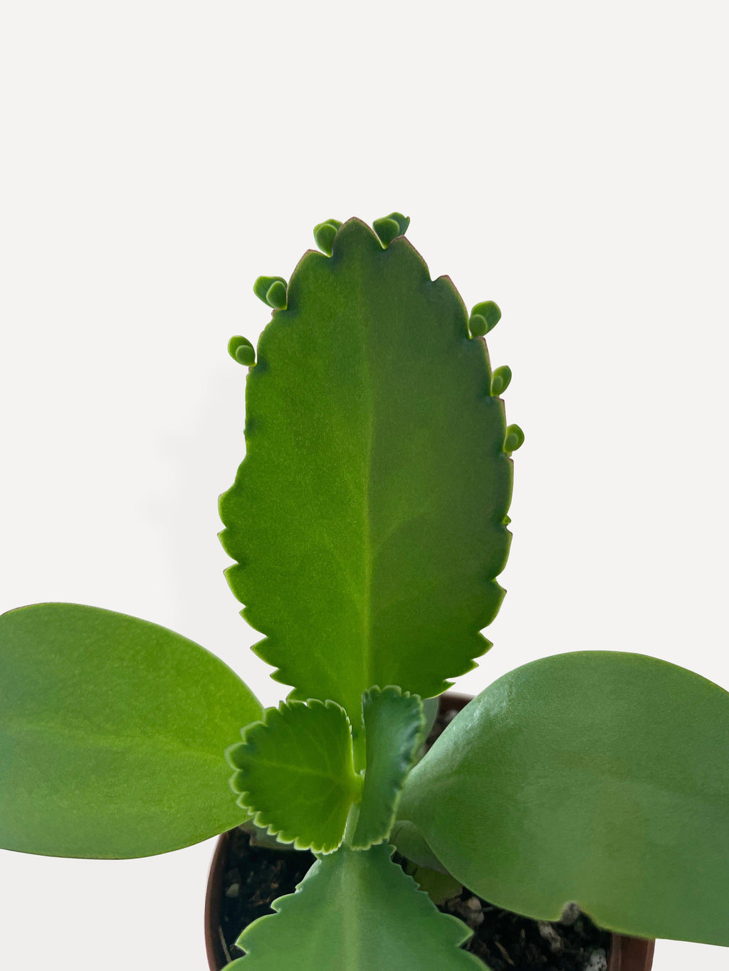 Bumble Plants Kalanchoe Daigremontiana 'Mother of Thousands' Succulent