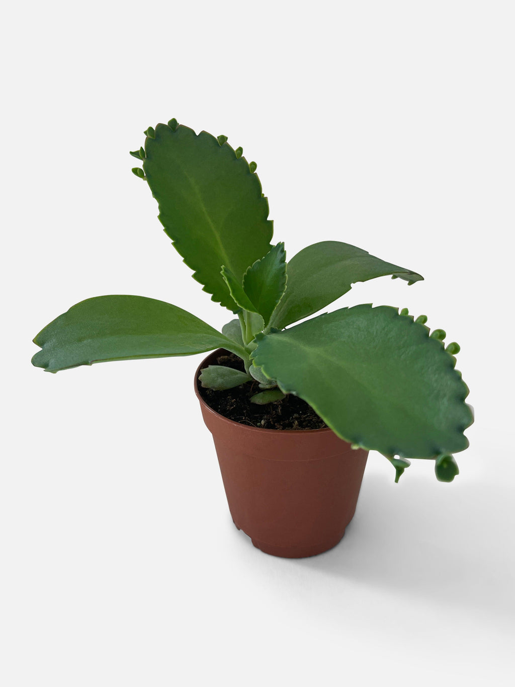 Bumble Plants Kalanchoe Daigremontiana 'Mother of Thousands' Succulent