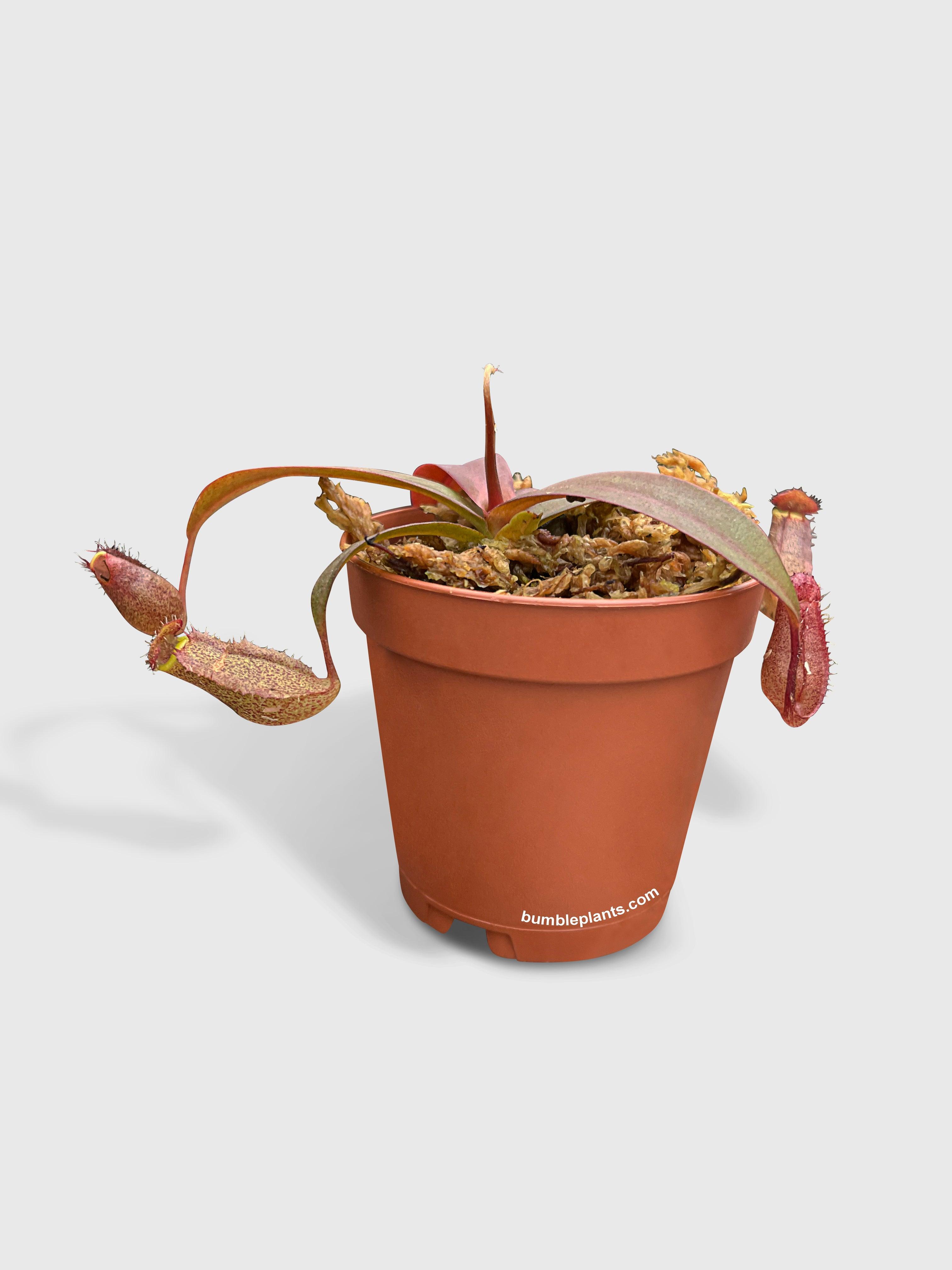 Bumble Plants Nepenthes Rebecca Soper Carnivorous Pitcher Plant