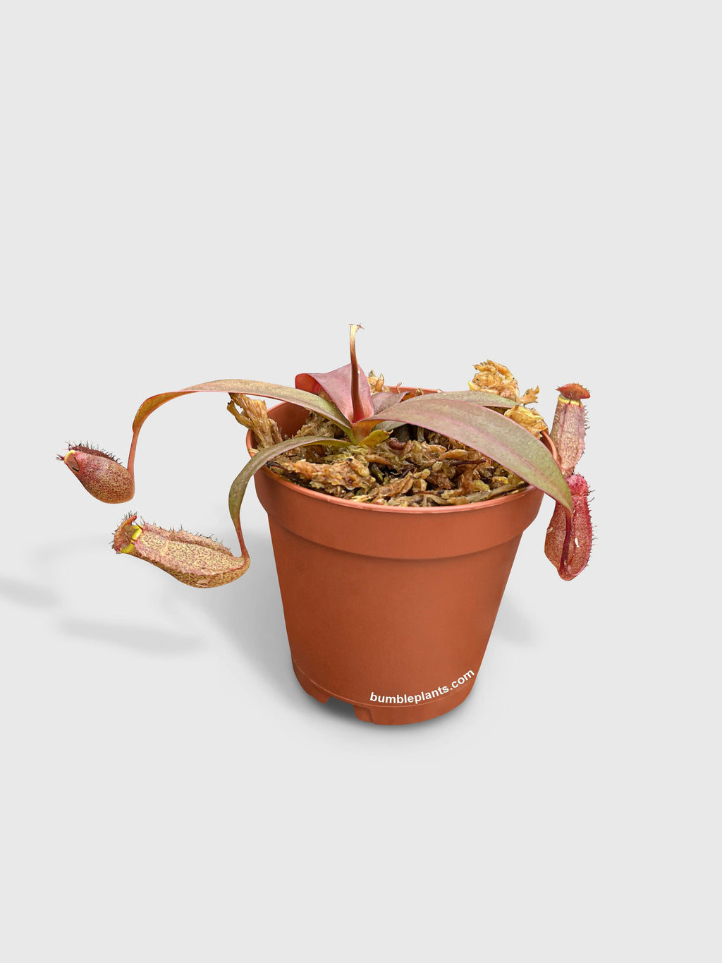 Bumble Plants Nepenthes Rebecca Soper Carnivorous Pitcher Plant