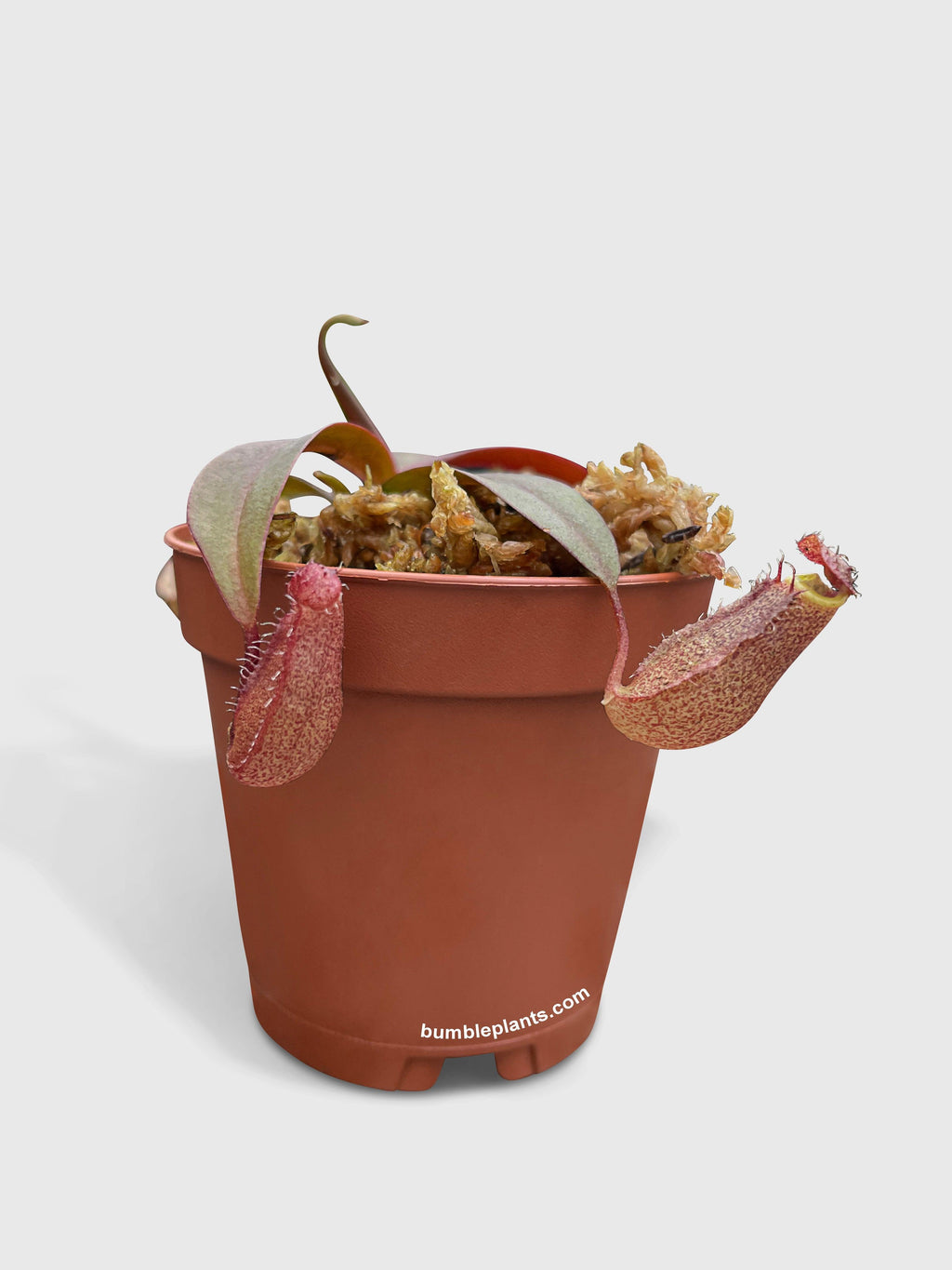 Bumble Plants Nepenthes Rebecca Soper Carnivorous Pitcher Plant