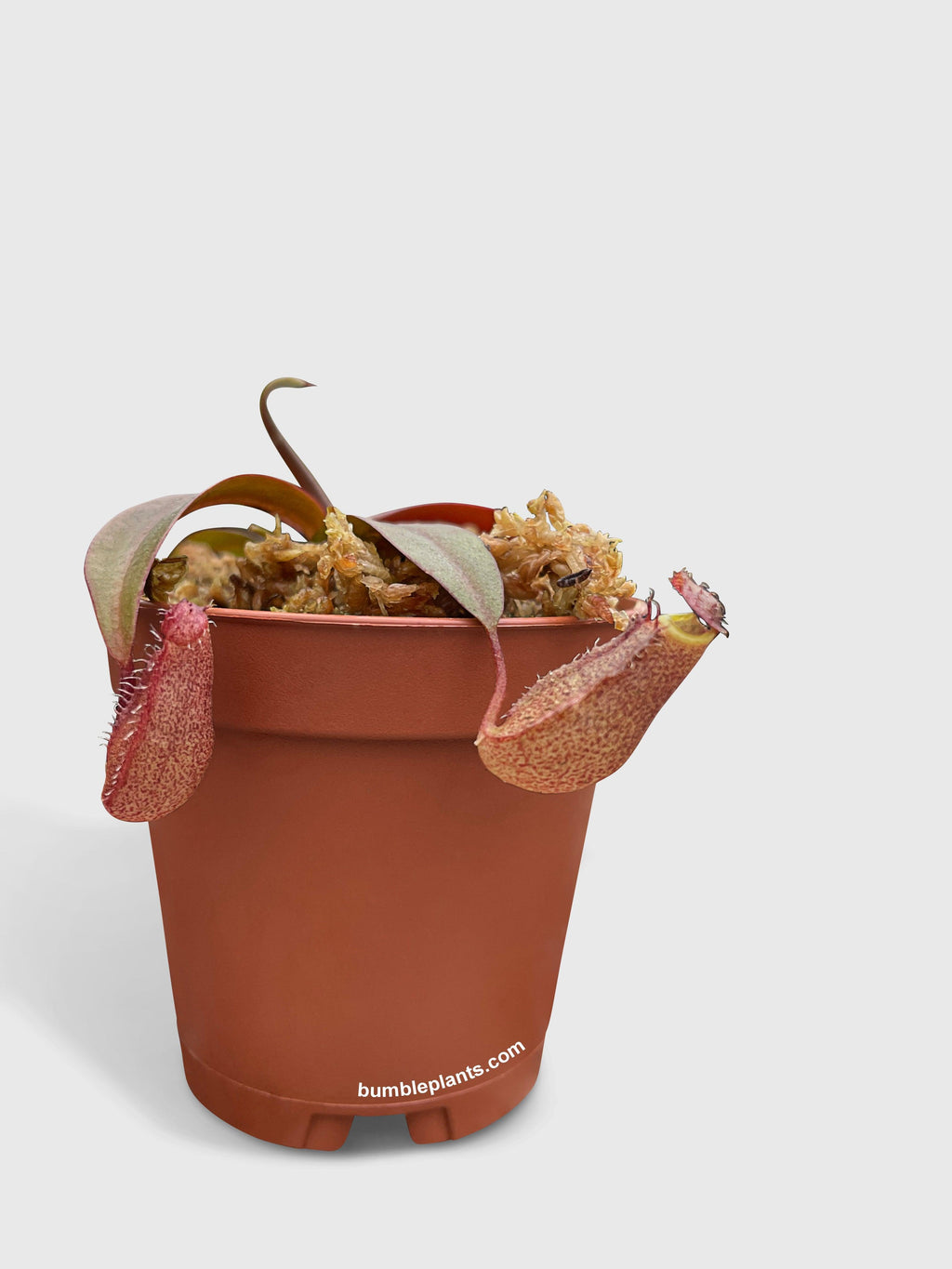 Bumble Plants Nepenthes Rebecca Soper Carnivorous Pitcher Plant