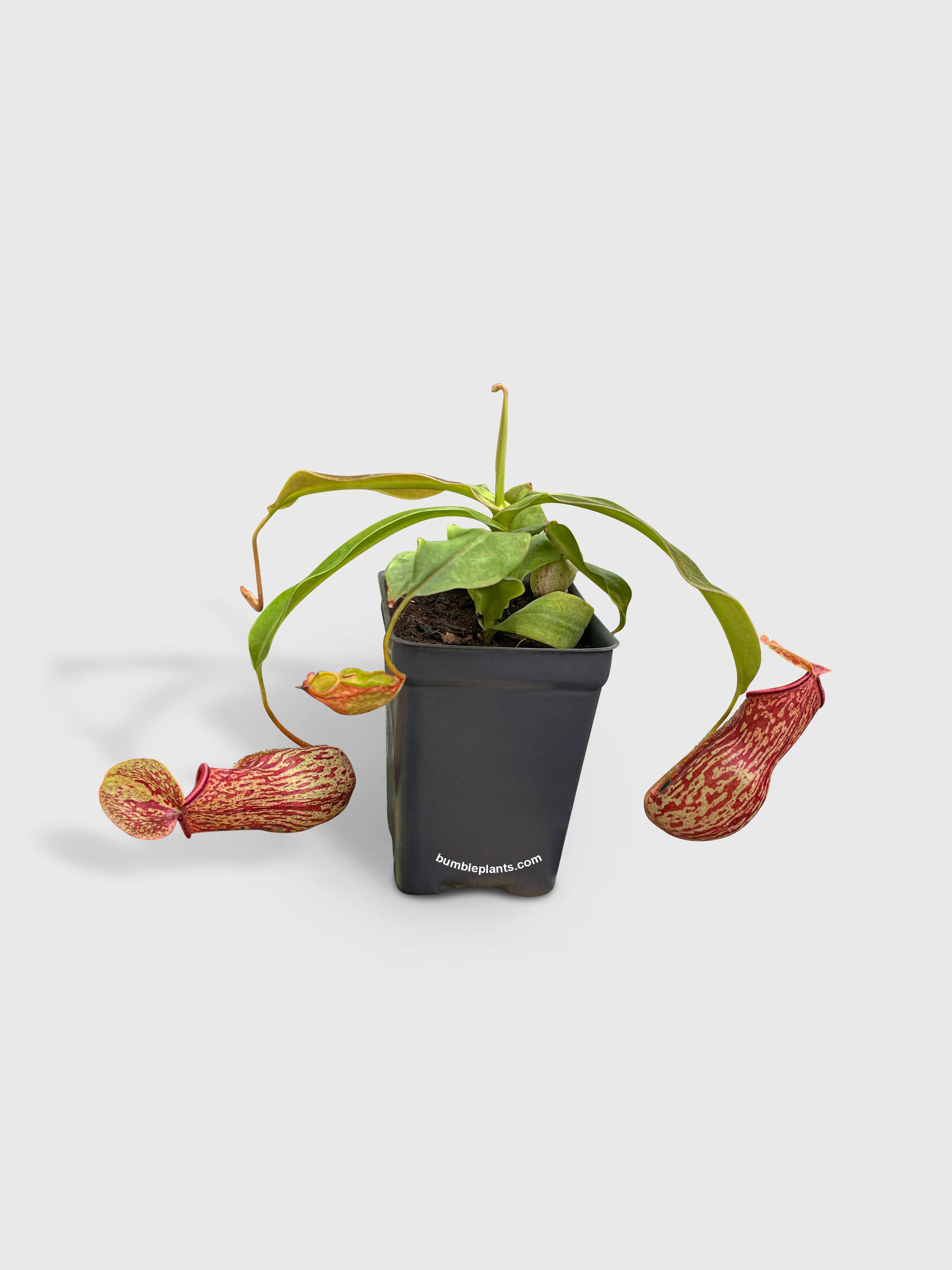 Bumble Plants Nepenthes St. Gaya Carnivorous Pitcher Plant