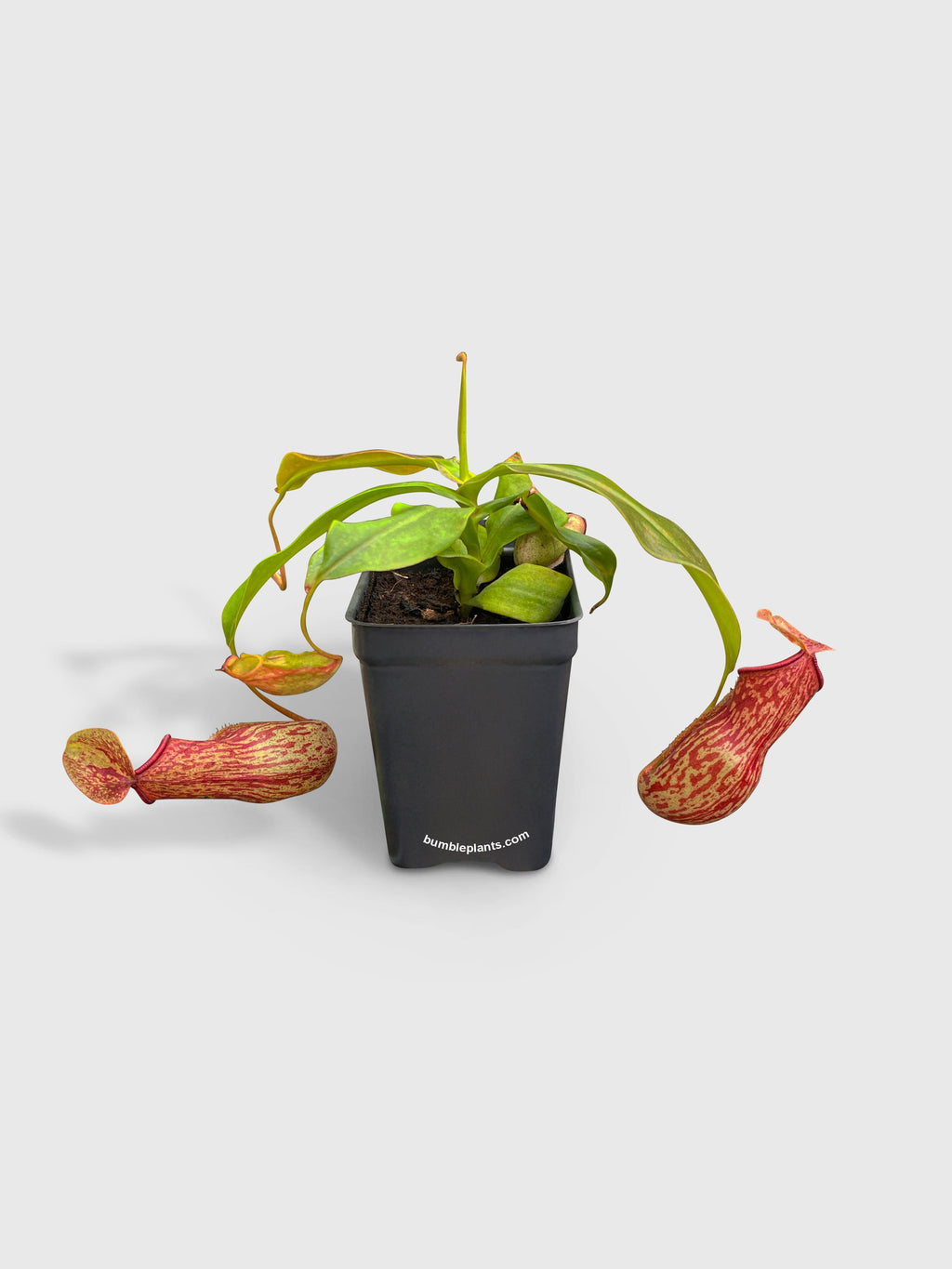 Bumble Plants Nepenthes St. Gaya Carnivorous Pitcher Plant