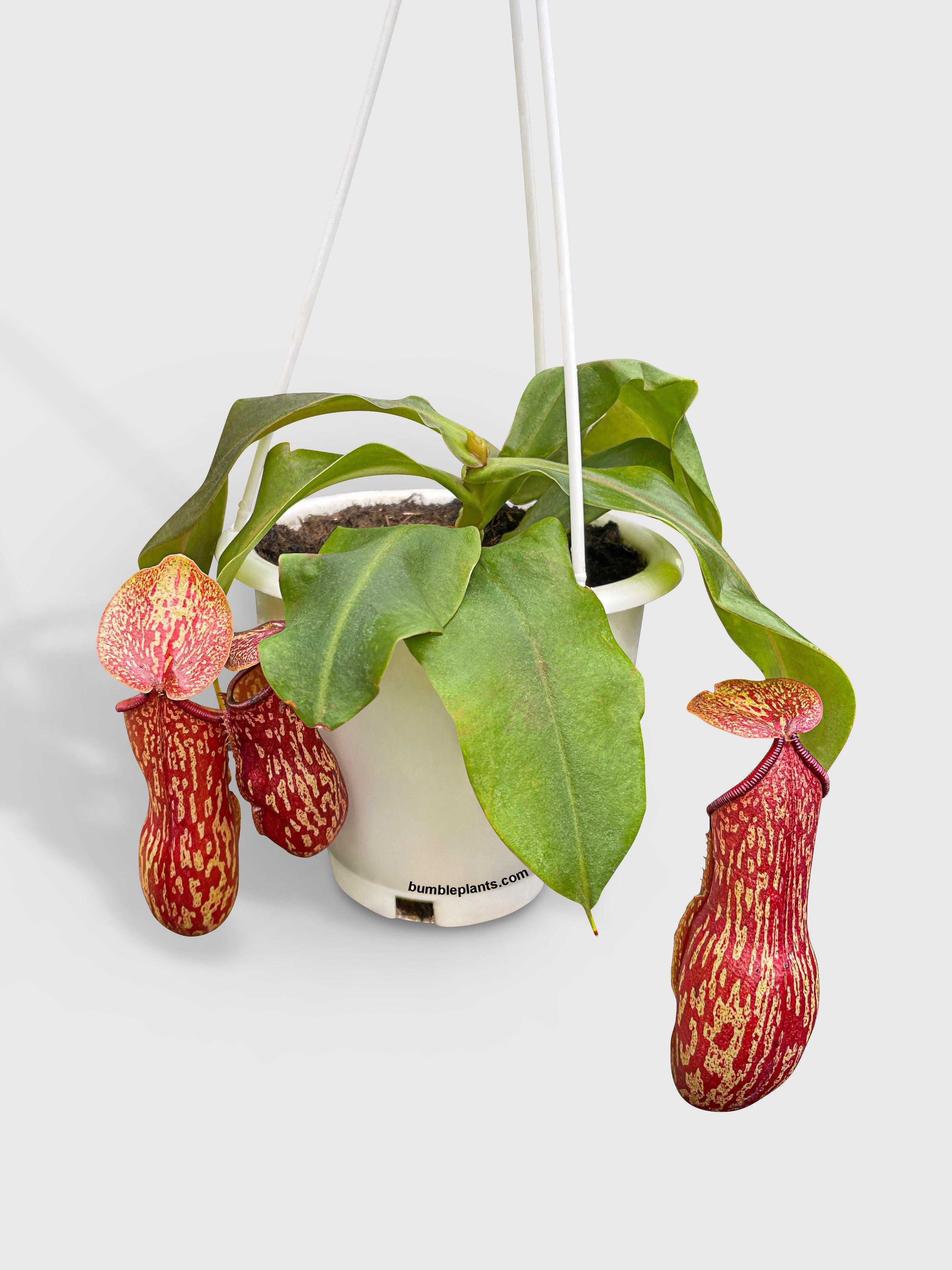 Bumble Plants Nepenthes St. Gaya Carnivorous Pitcher Plant