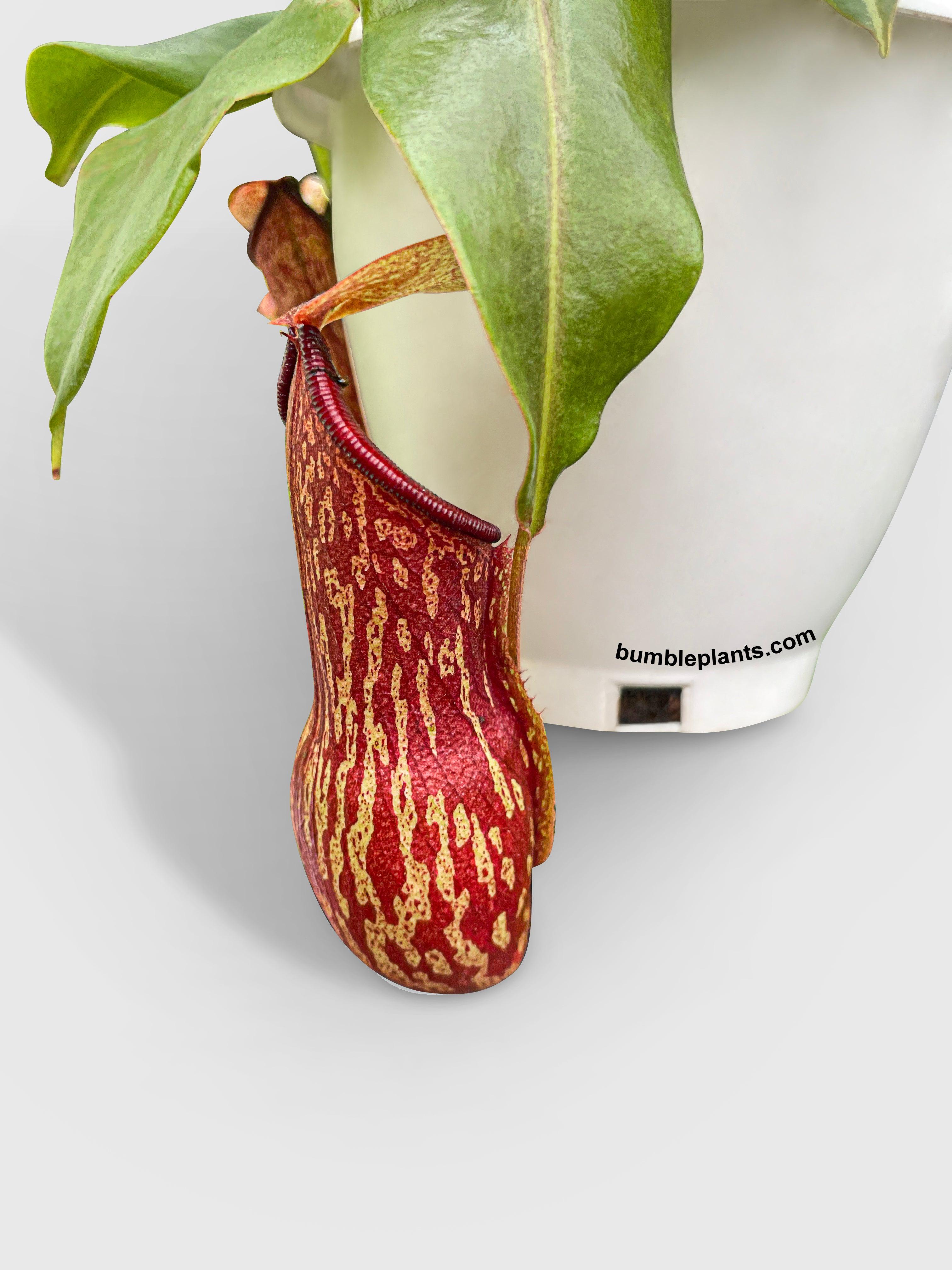 Bumble Plants Nepenthes St. Gaya Carnivorous Pitcher Plant