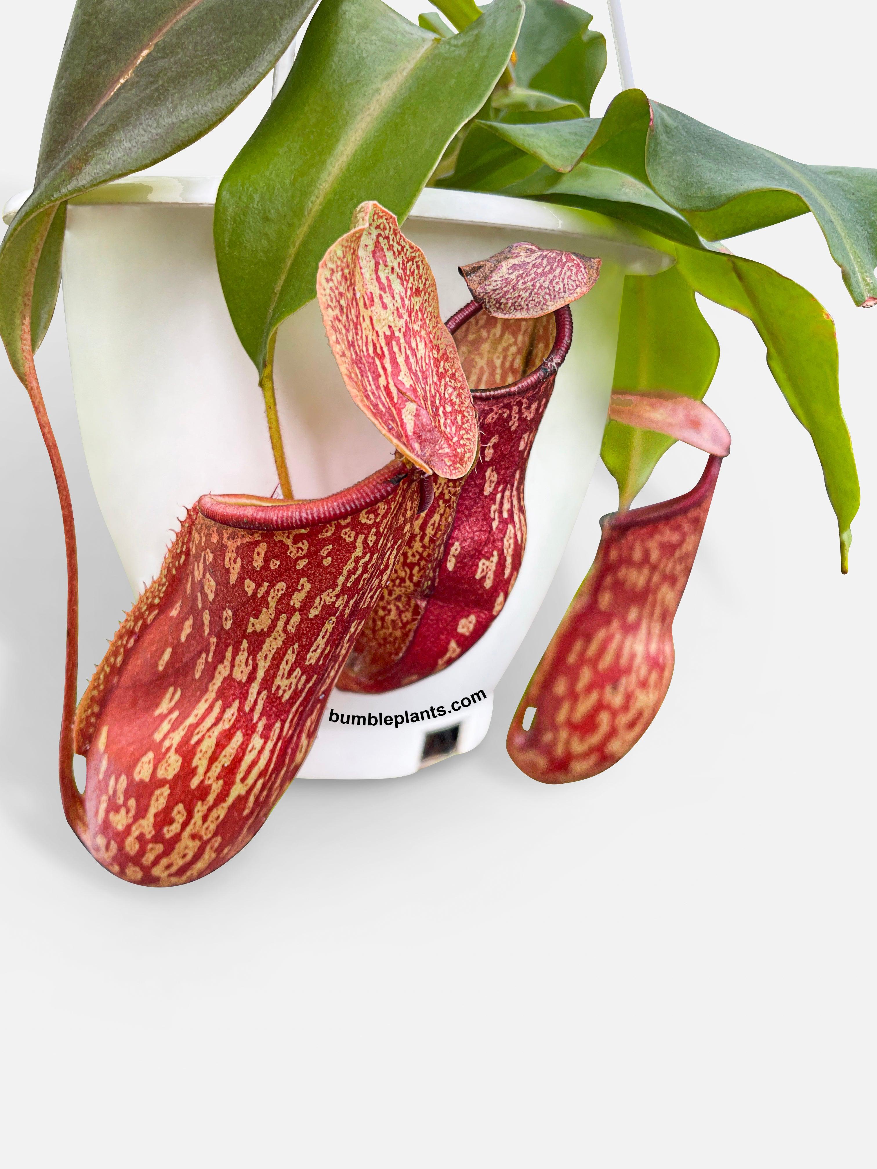 Bumble Plants Nepenthes St. Gaya Carnivorous Pitcher Plant