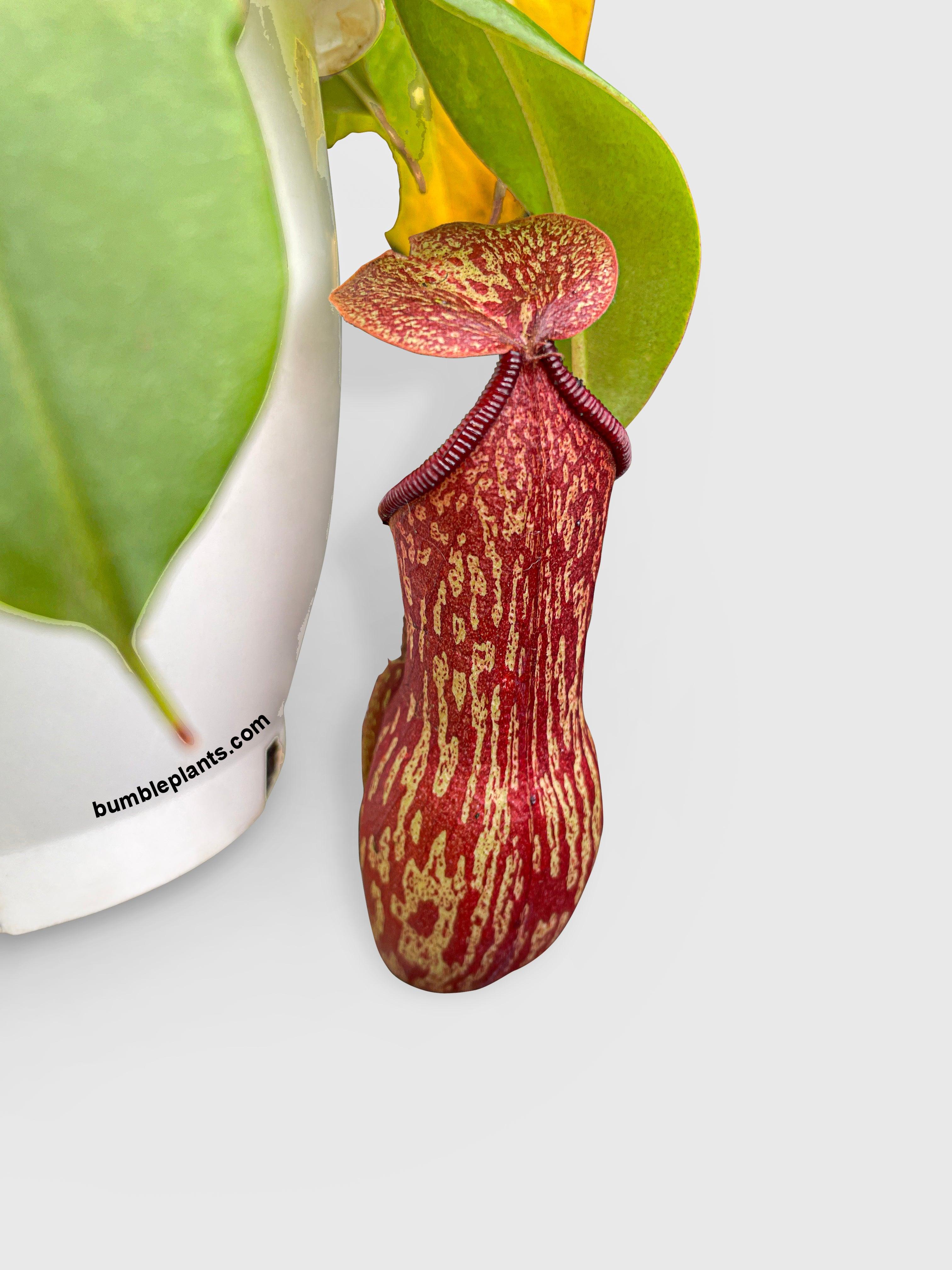 Bumble Plants Nepenthes St. Gaya Carnivorous Pitcher Plant