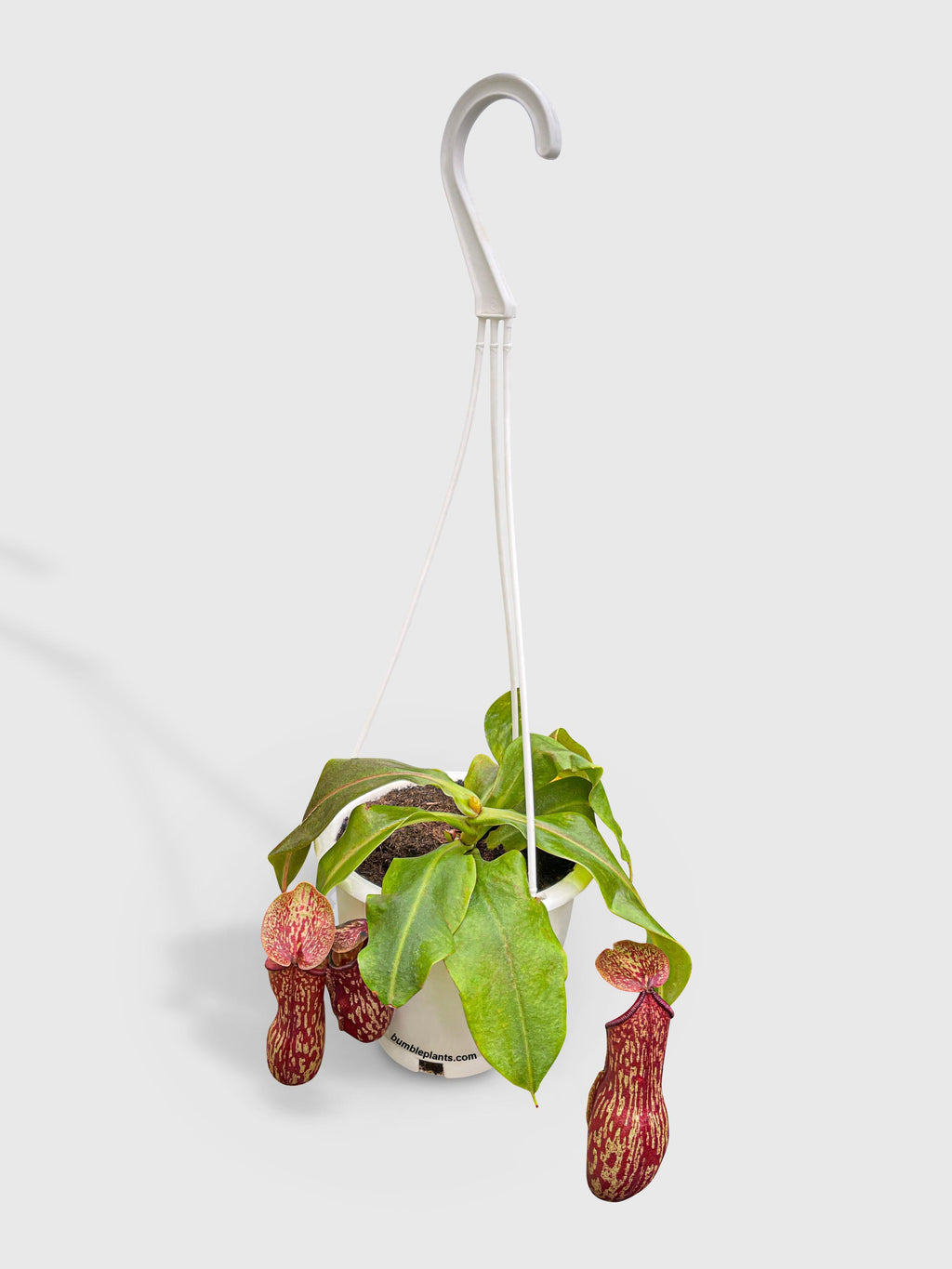 Bumble Plants Nepenthes St. Gaya Carnivorous Pitcher Plant