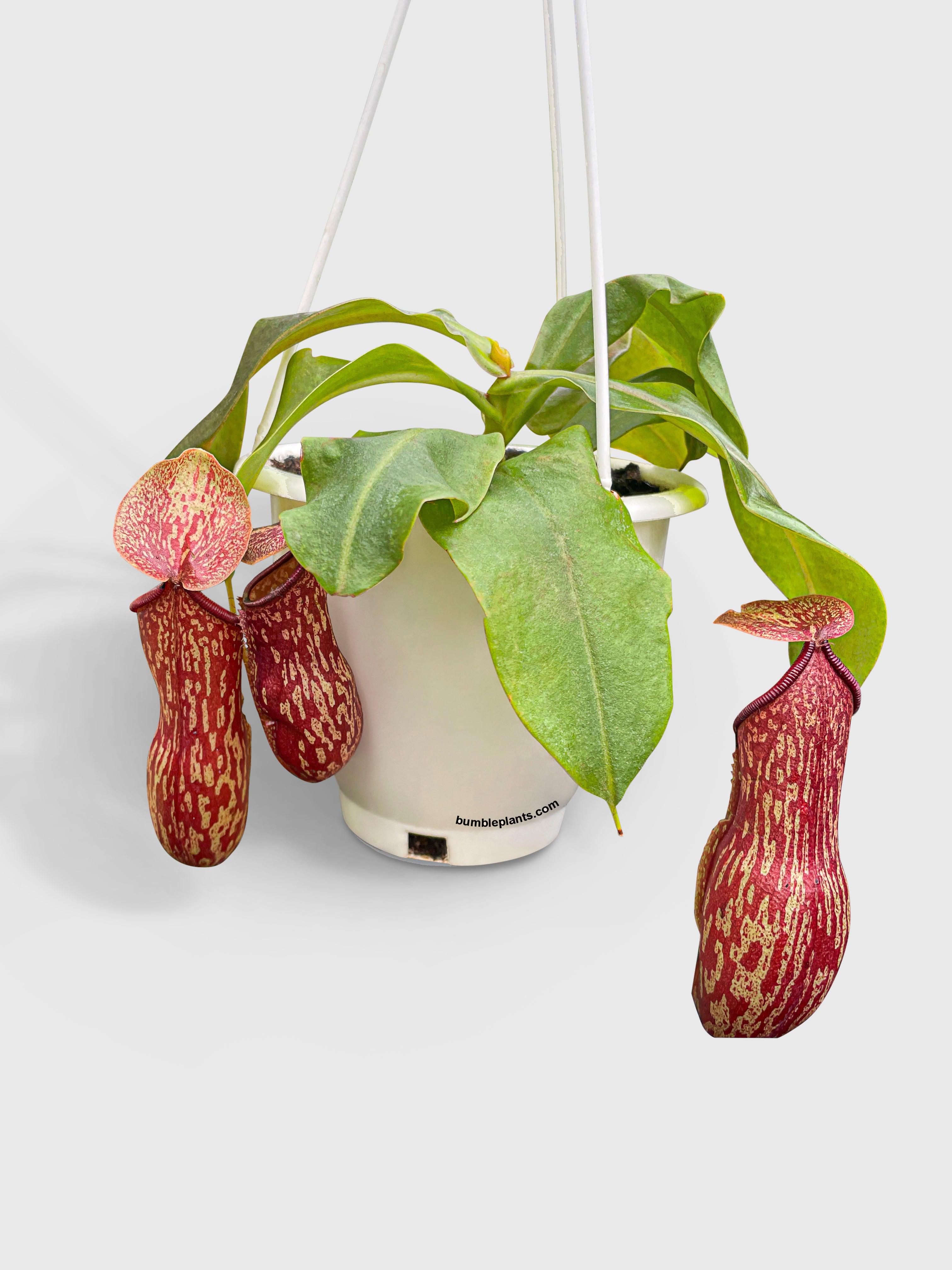 Bumble Plants Nepenthes St. Gaya Carnivorous Pitcher Plant