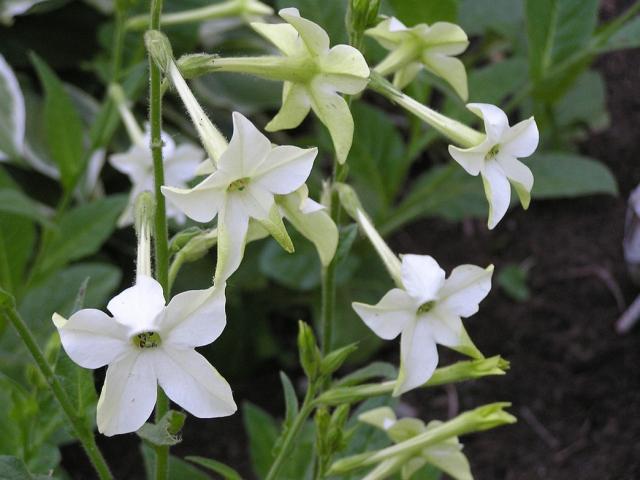 Seattle Seed Company Nicotiana - Jasmine Scented | Heirloom Boulevard