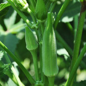 OKRA Seeds, Clemson Spineless | Heirloom Boulevard