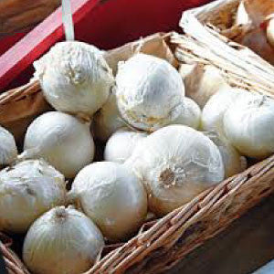 ONION Seeds, White Sweet Spanish | Heirloom Boulevard